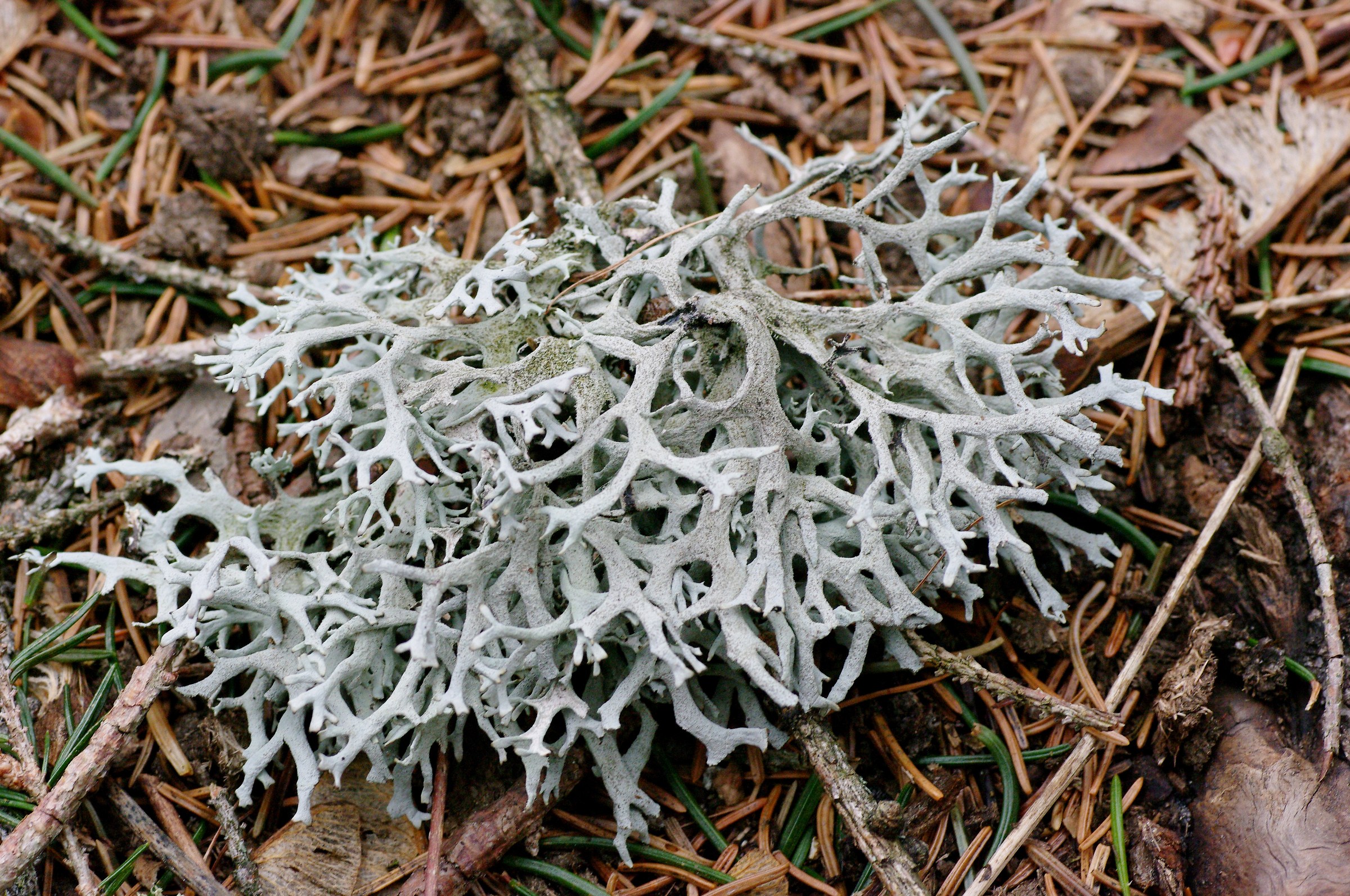 Lichen