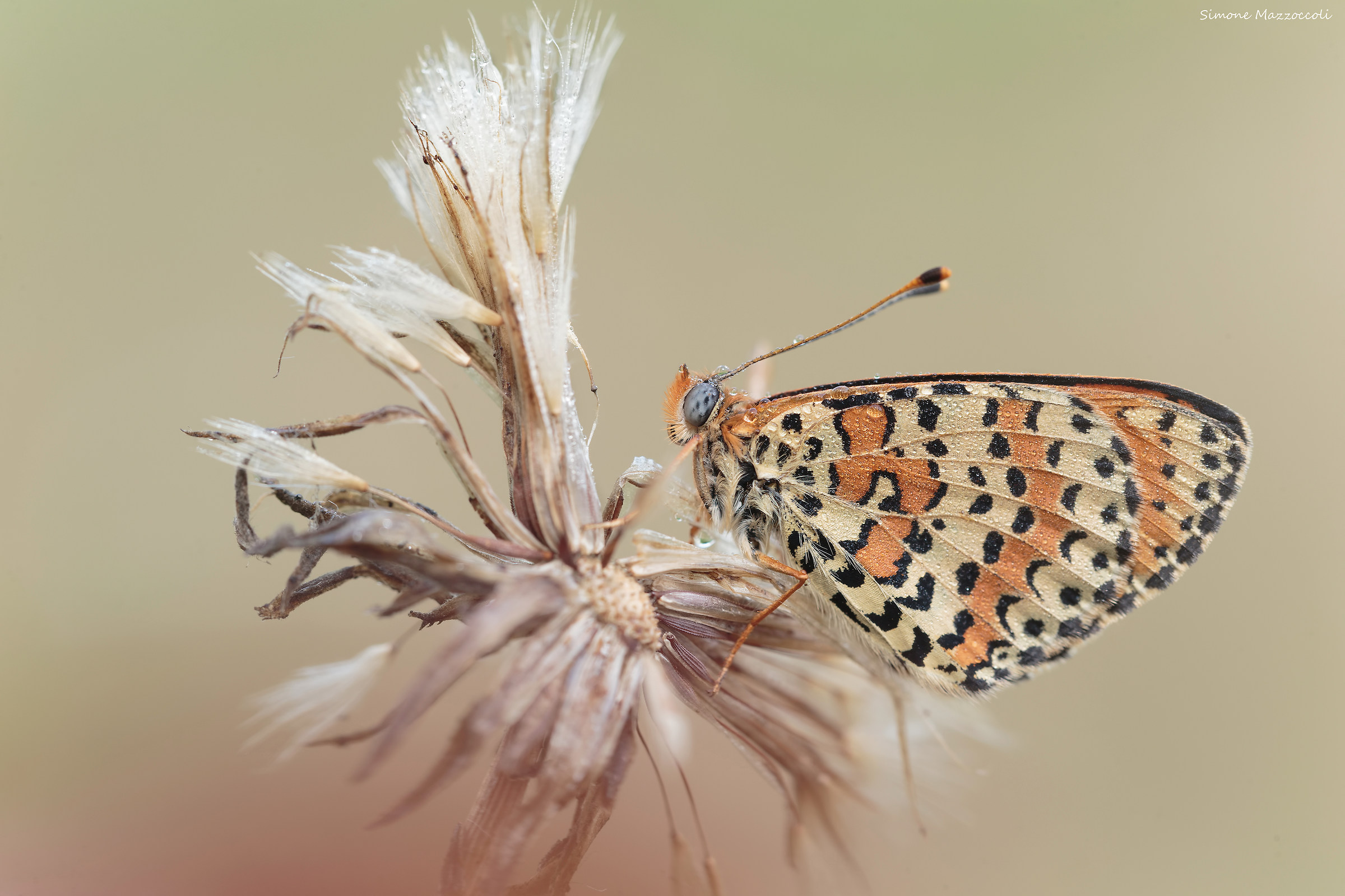 Melitaea Didyma