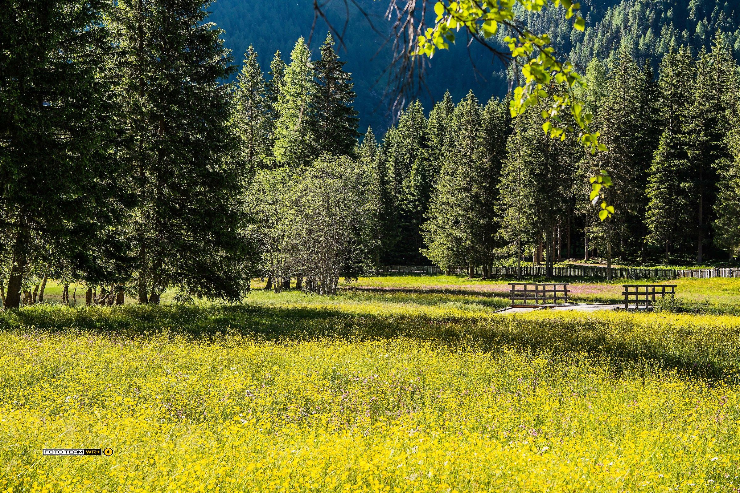 ... a sea of ??yellow flowers
