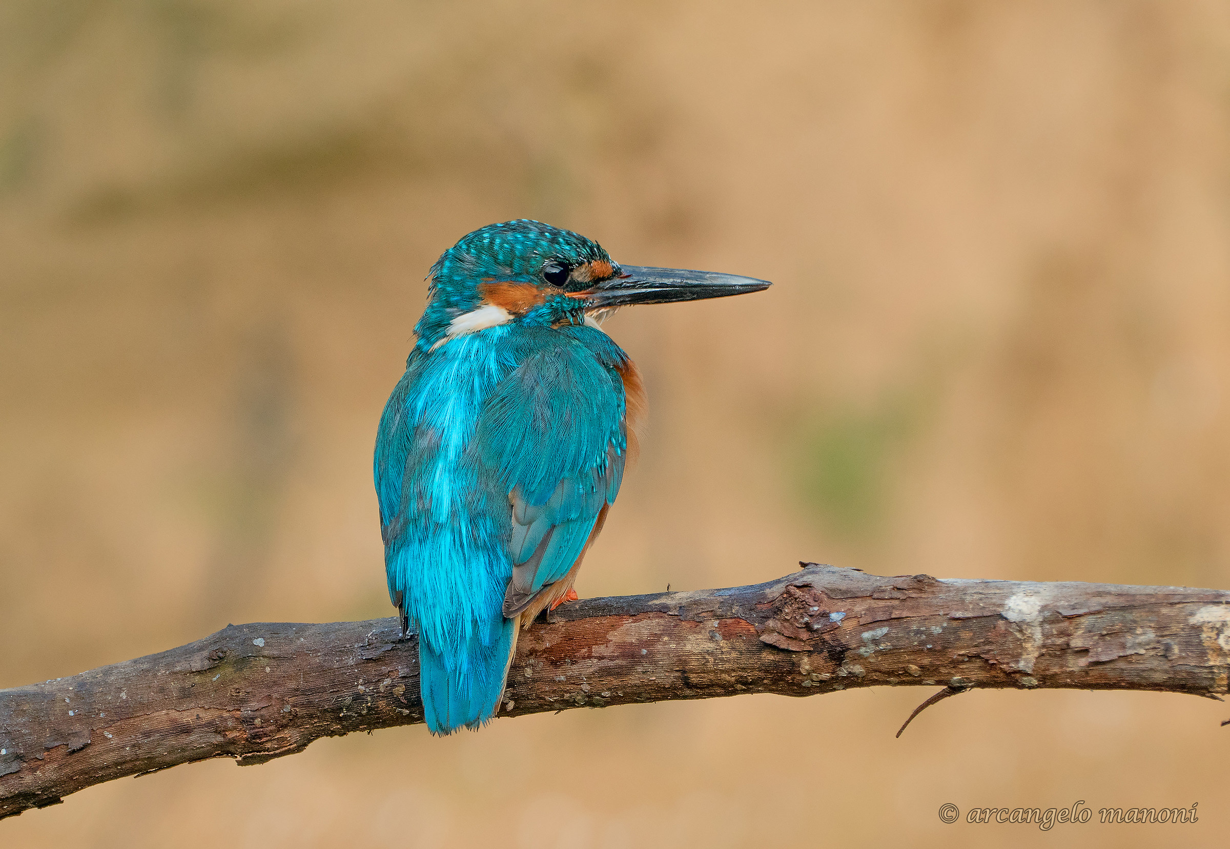 Il mio nuovo amico martino