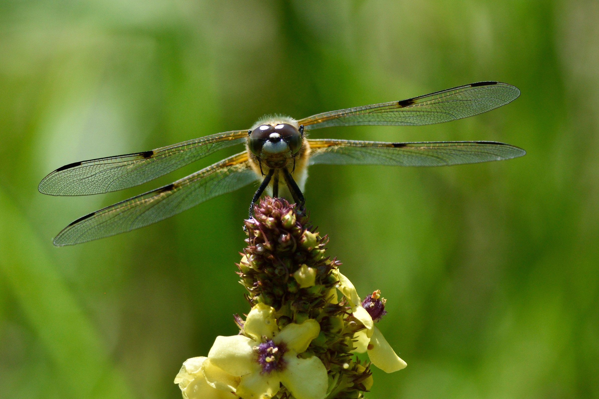Dragonfly squirrels female