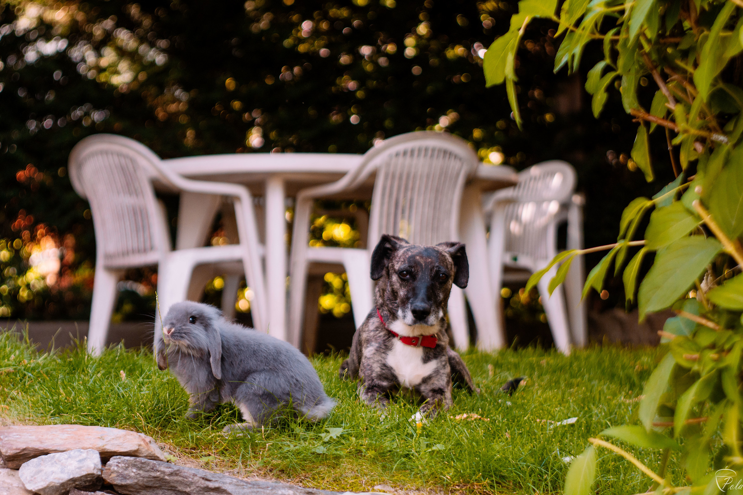 Mums of another breed