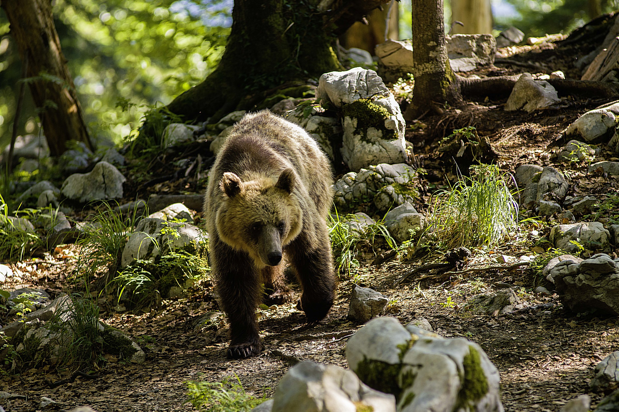 Orso adulto " sloveno "