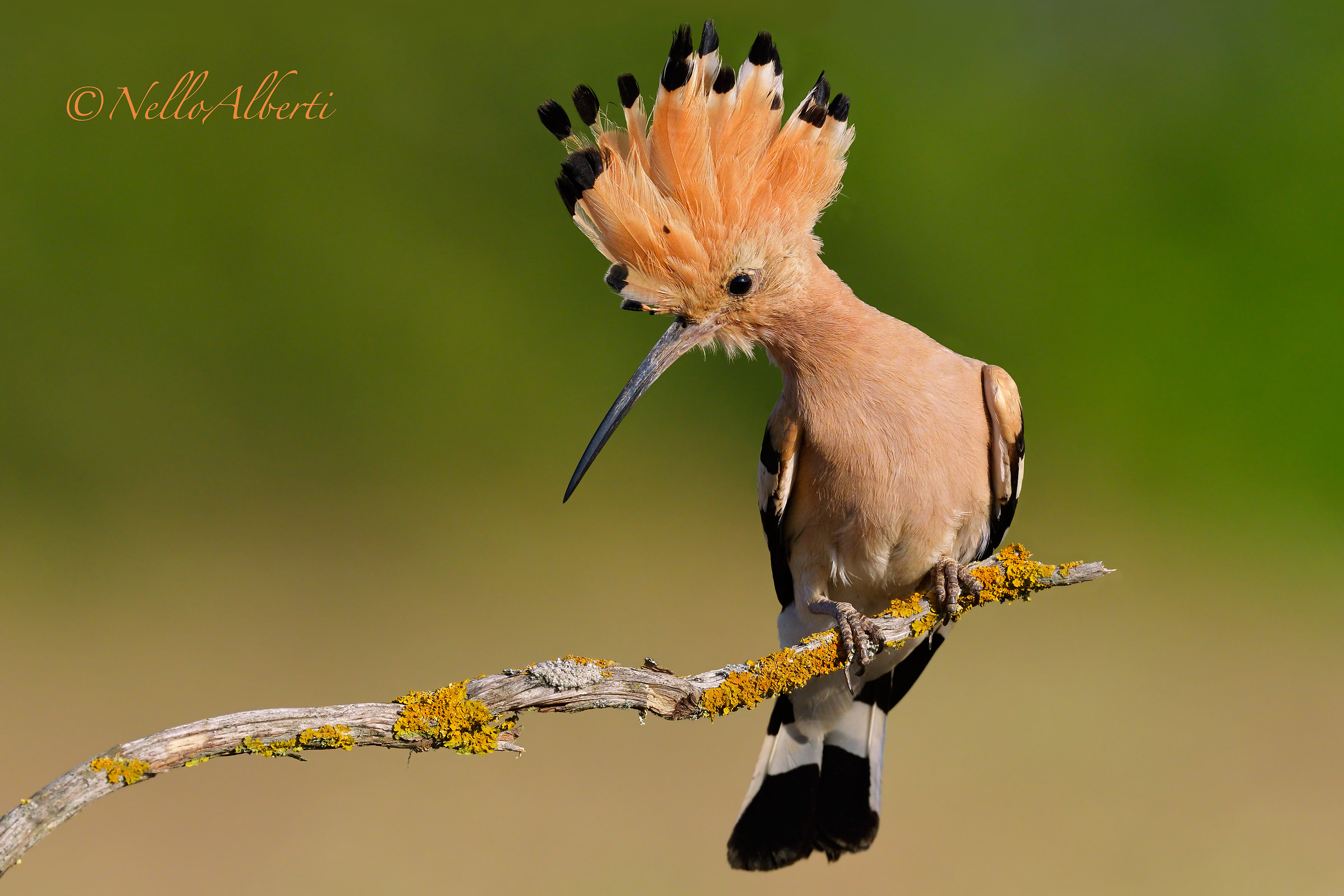 hoopoe