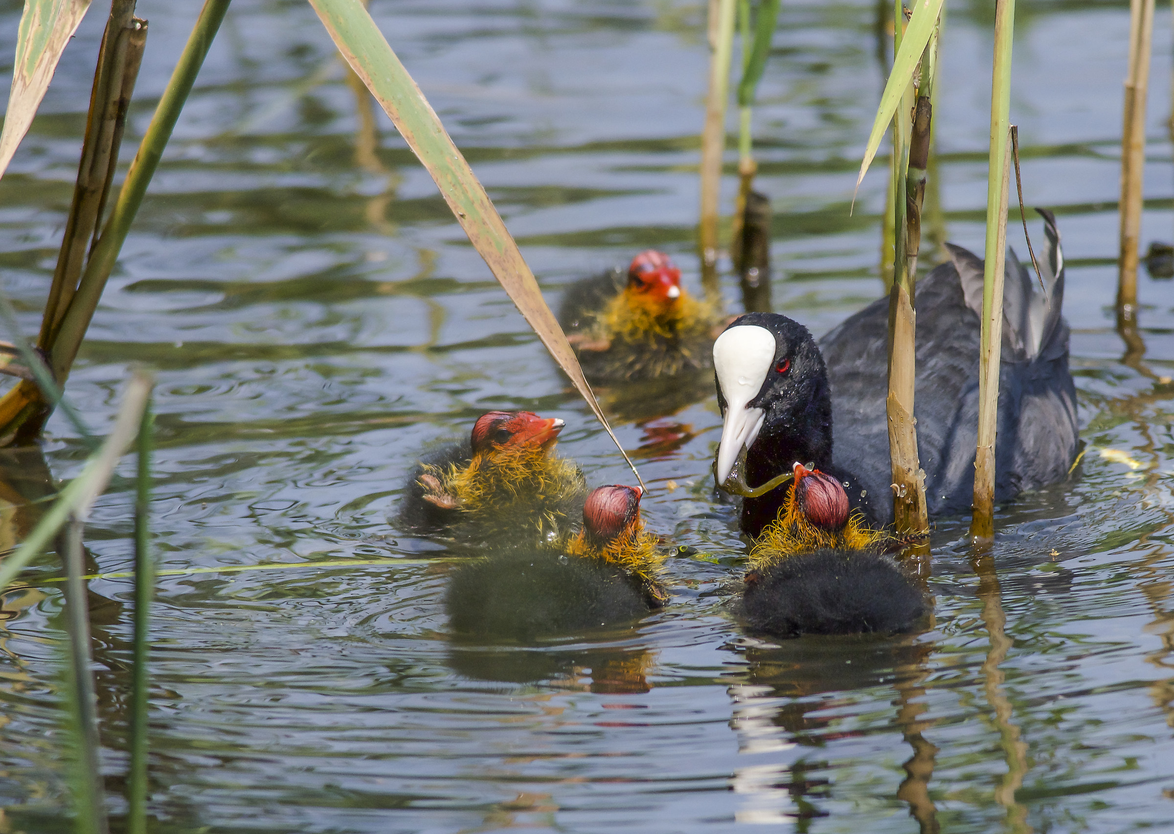 una mamma affettuosa