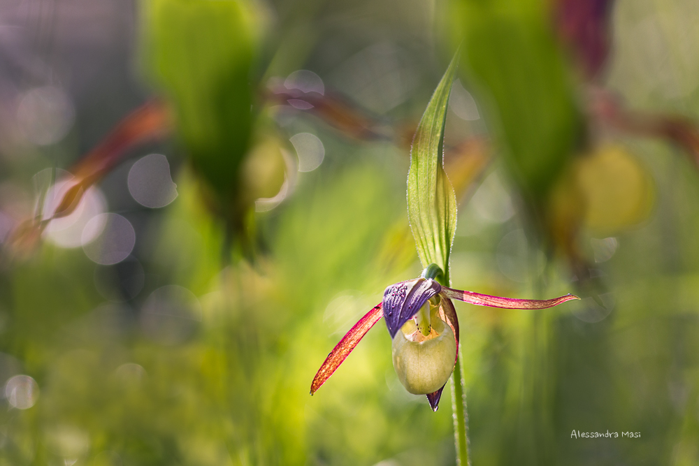 Cypripedium calceolus