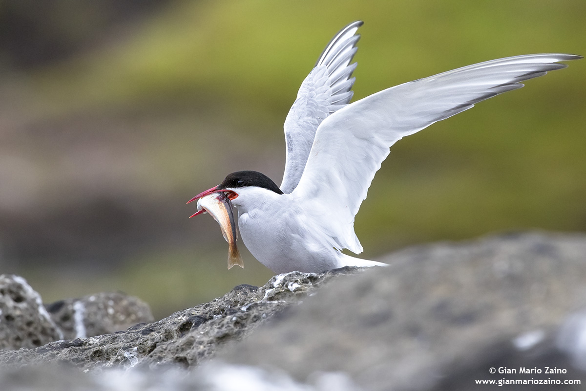 Sterna codalunga / Sterna paradisaea