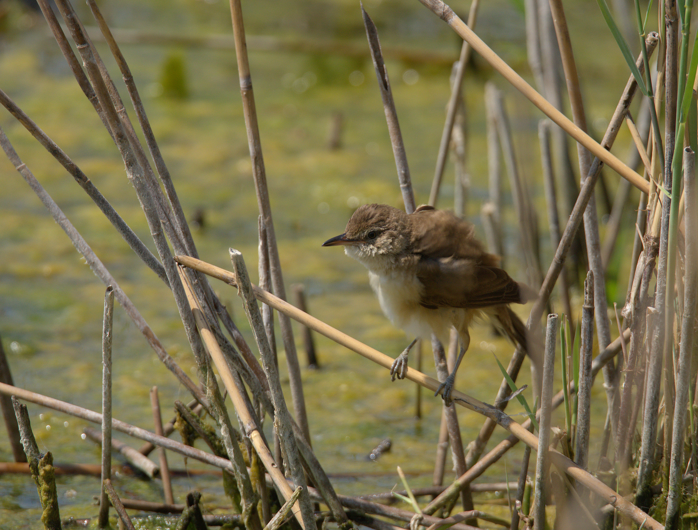 Reed warbler