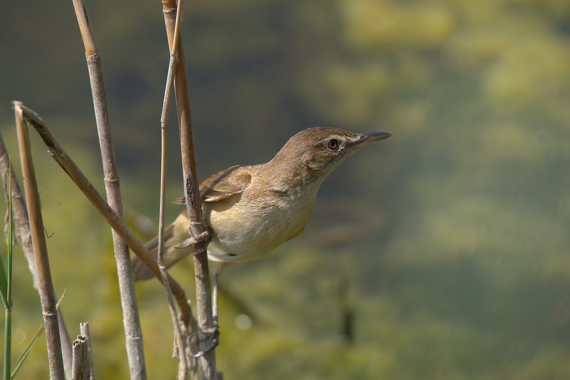 Reed warbler