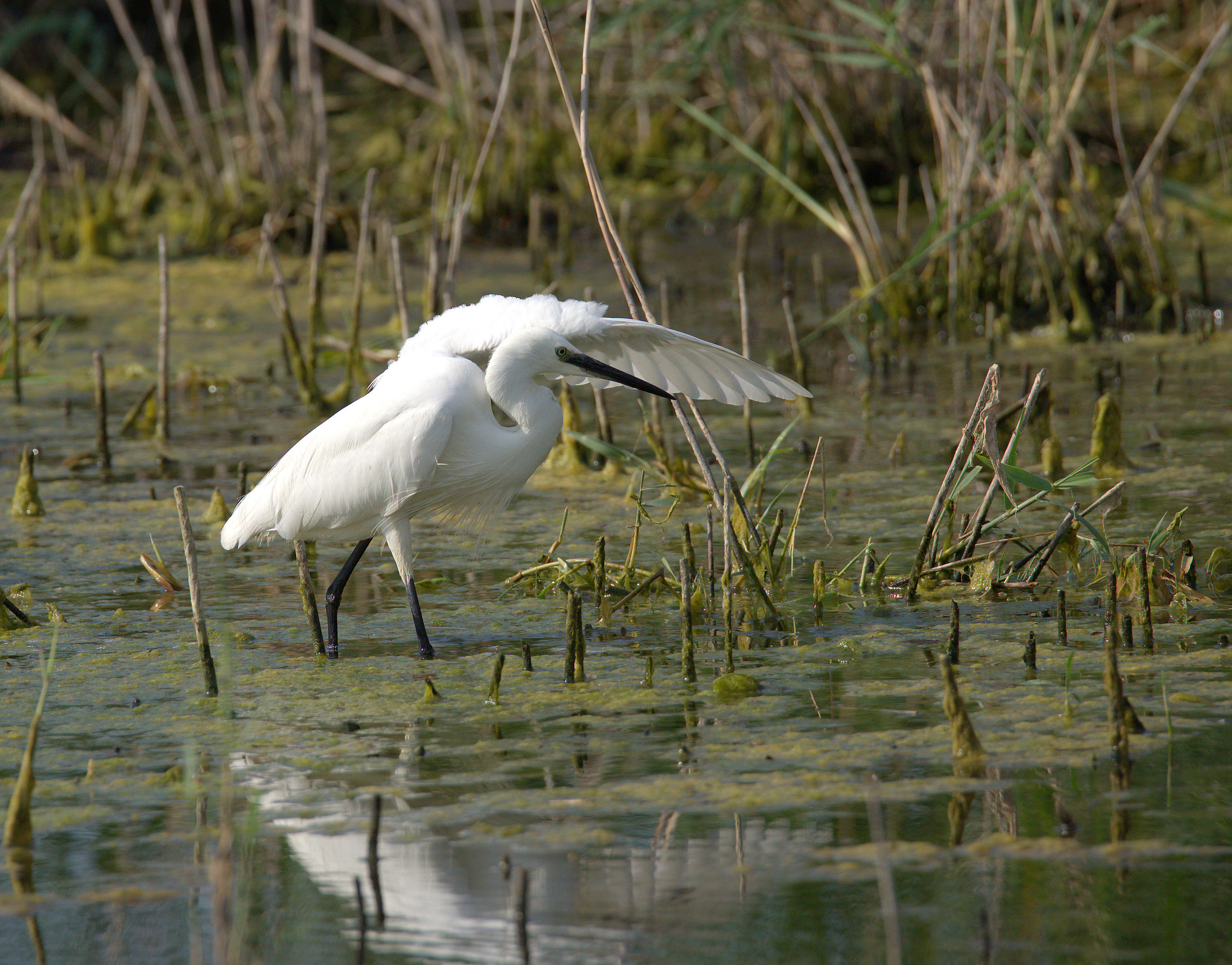Egret
