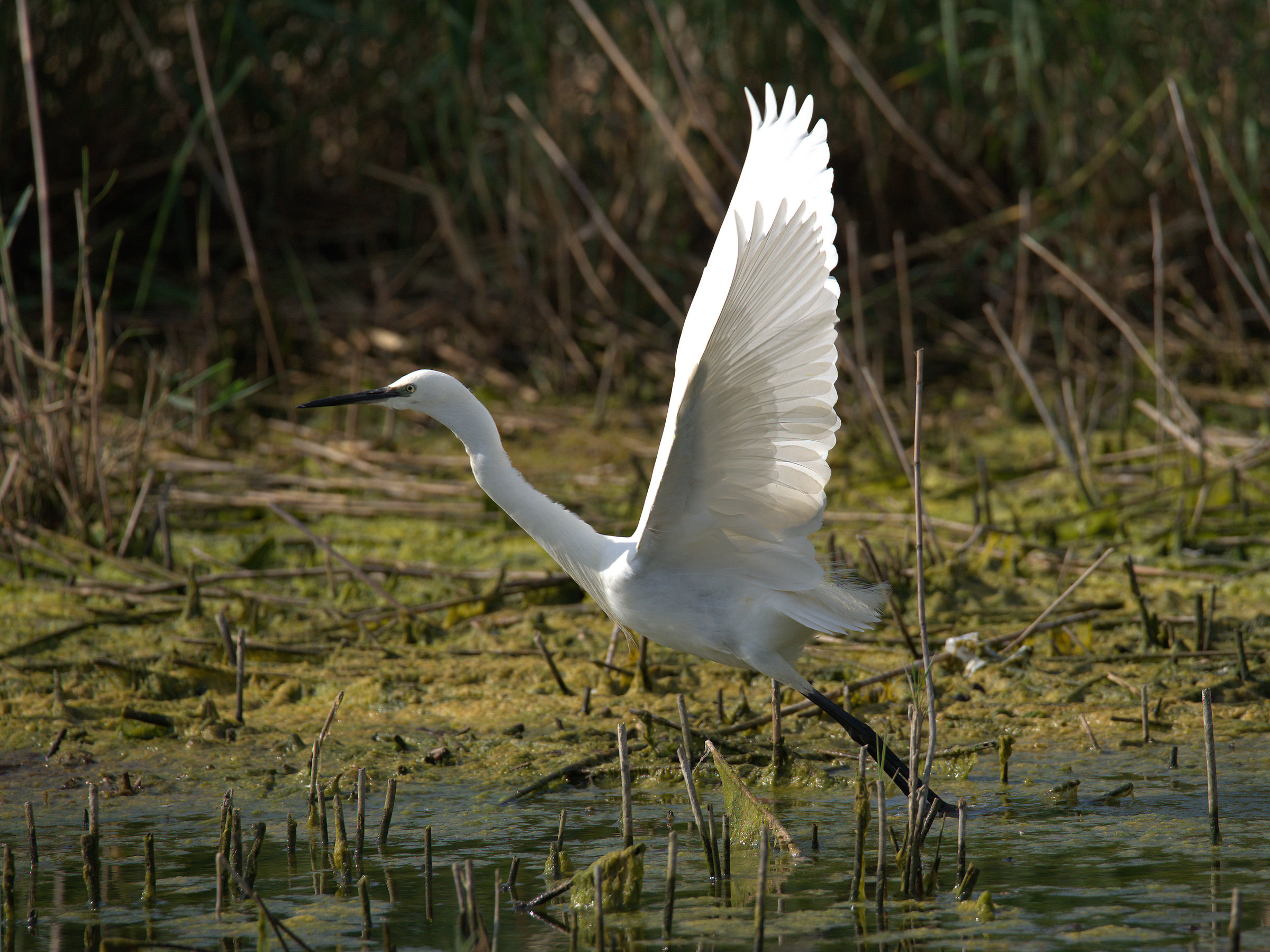 Egret