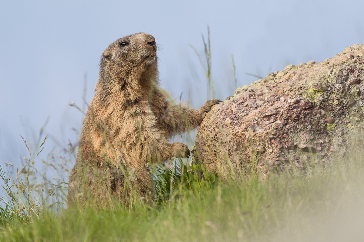 Marmotta of the Alps ...