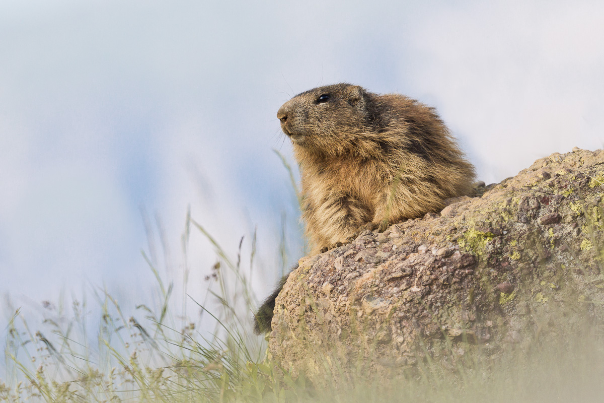 Marmotta of the Alps ...