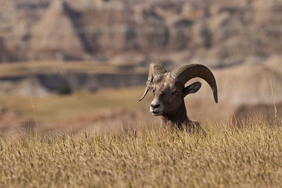 Bighorn Sheep
