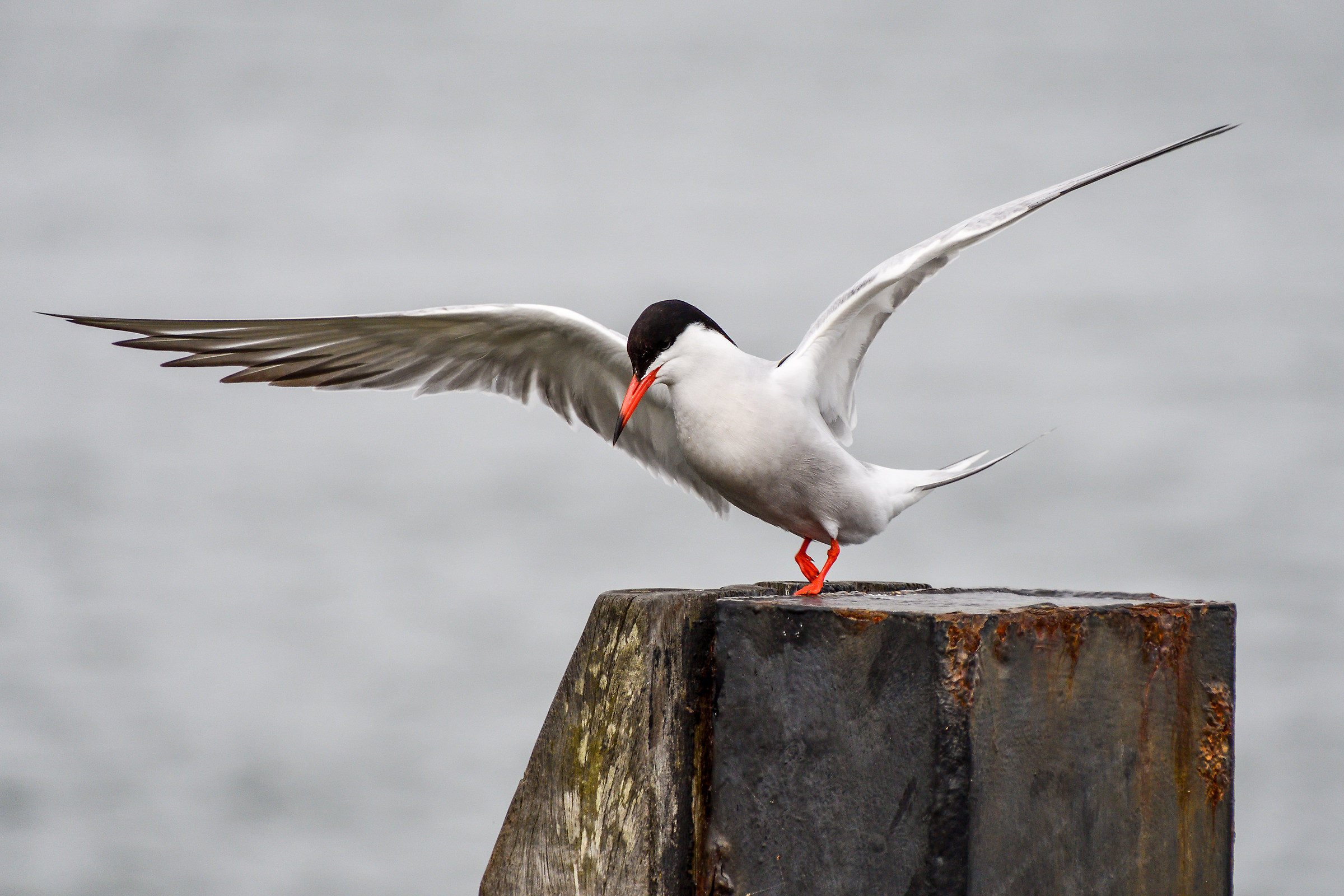 Common Tern