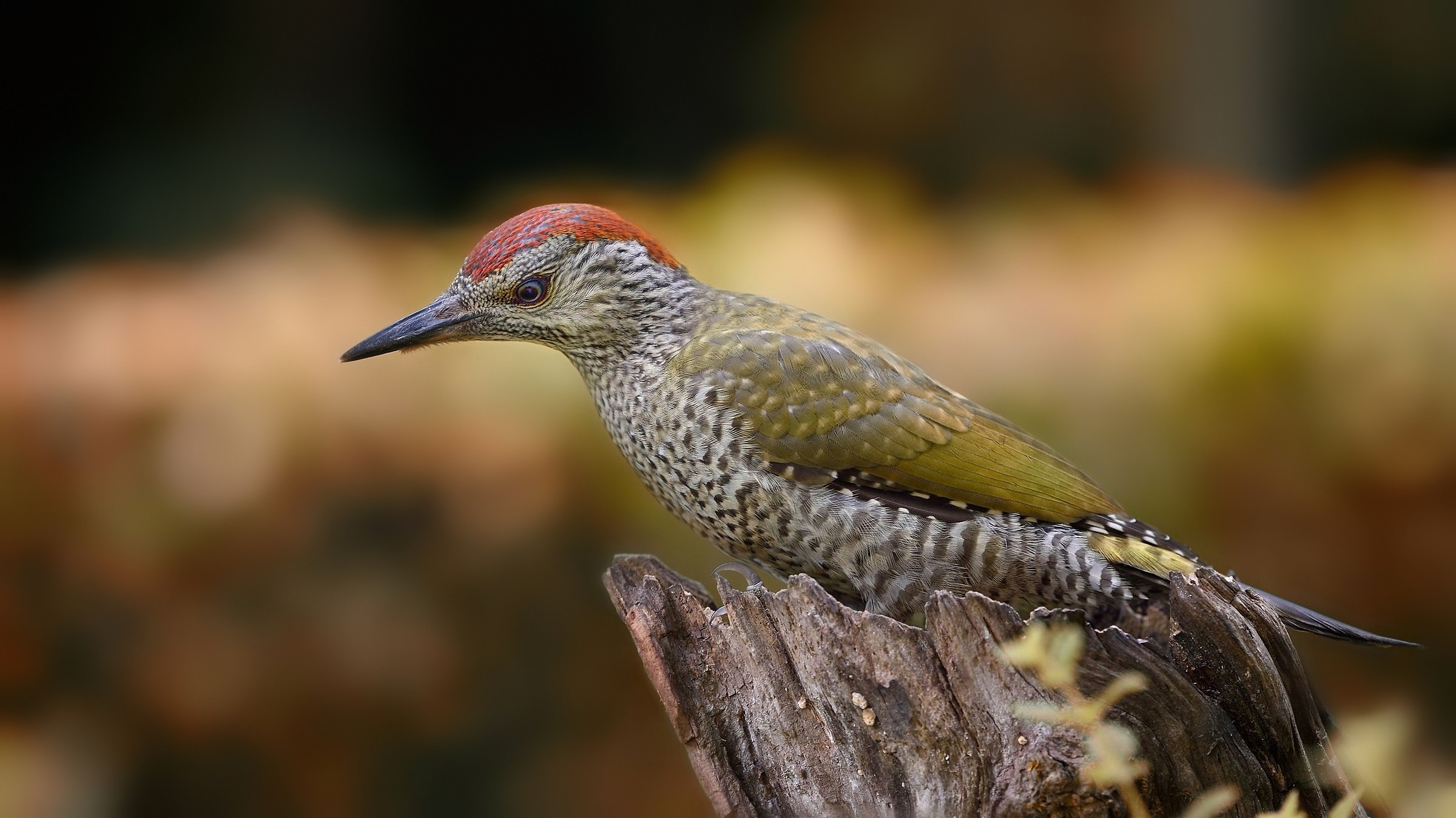 Green Woodpecker Juv.