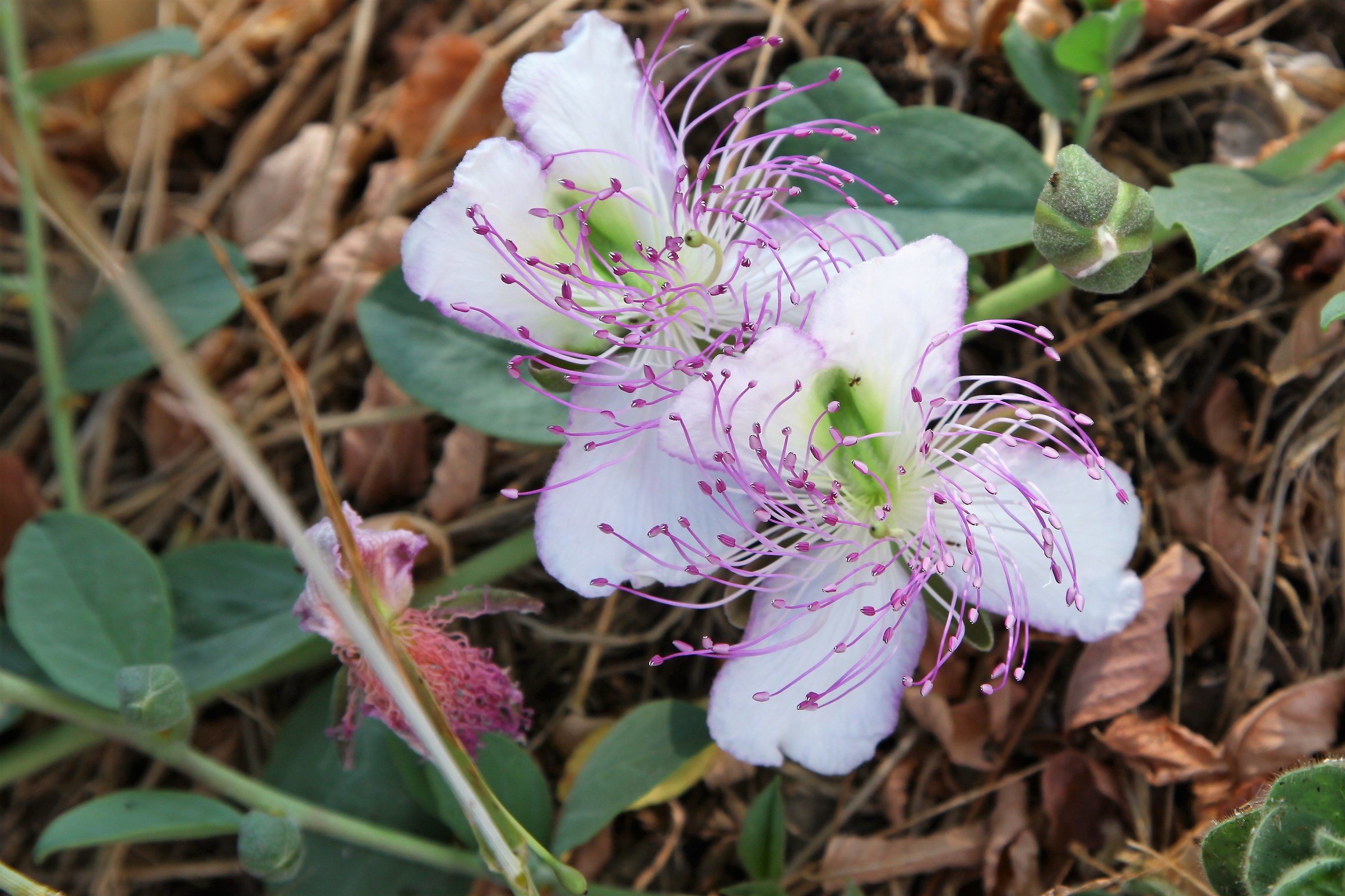 Capers! It's already time to harvest