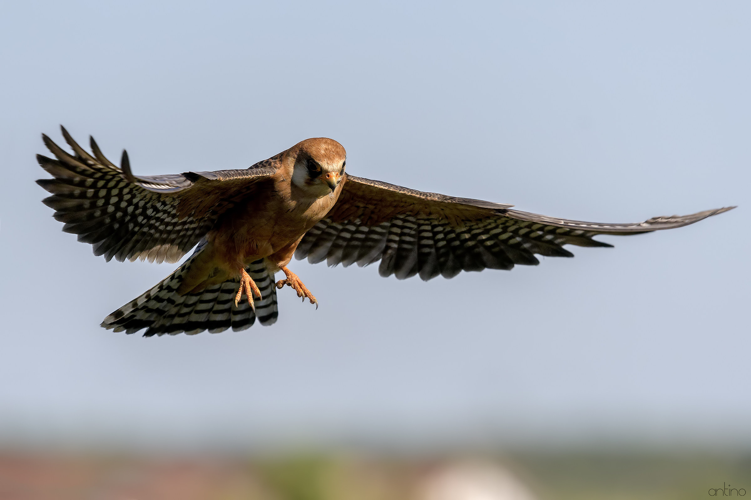 Falco cuculo femmina