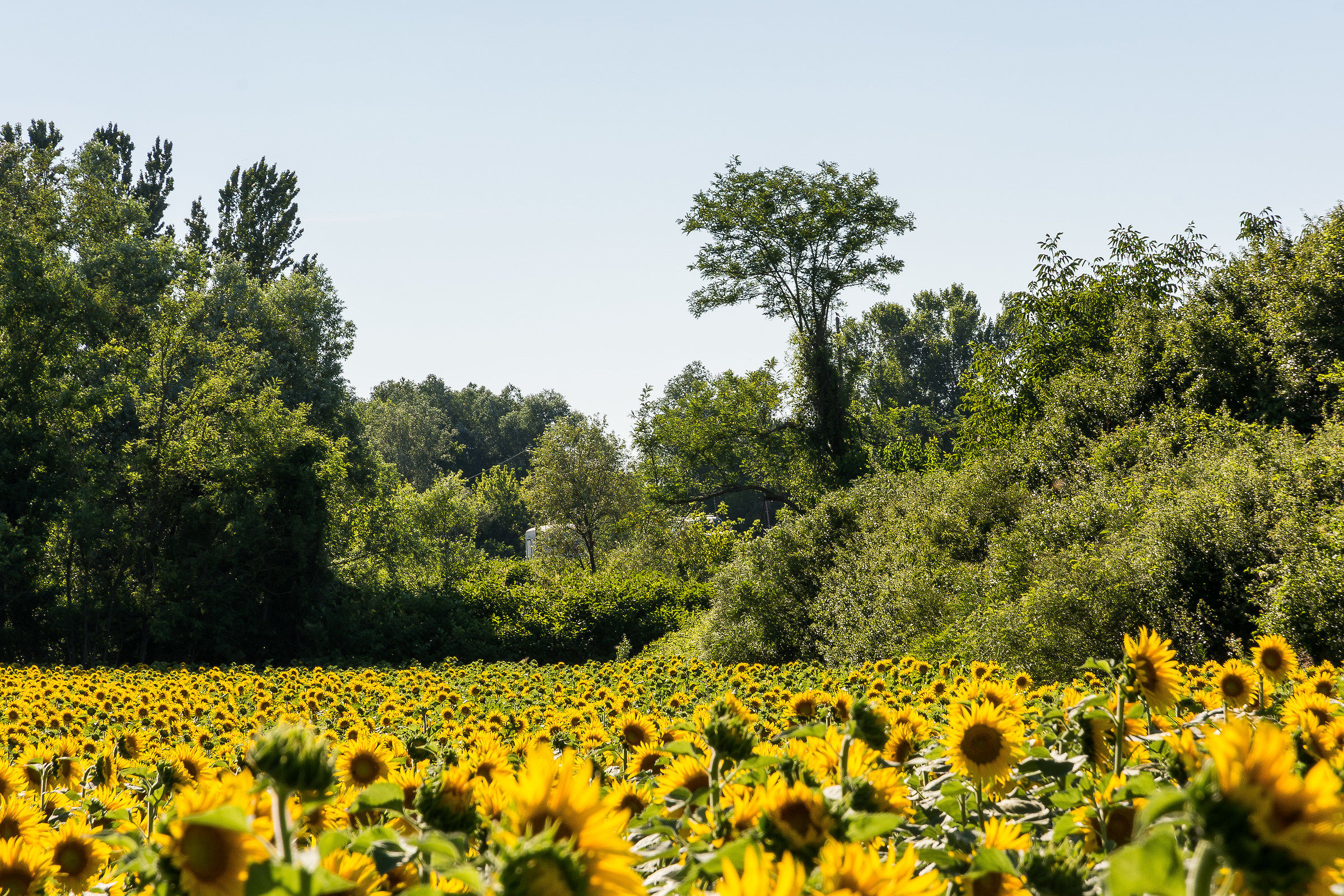 torrile campo di girasoli