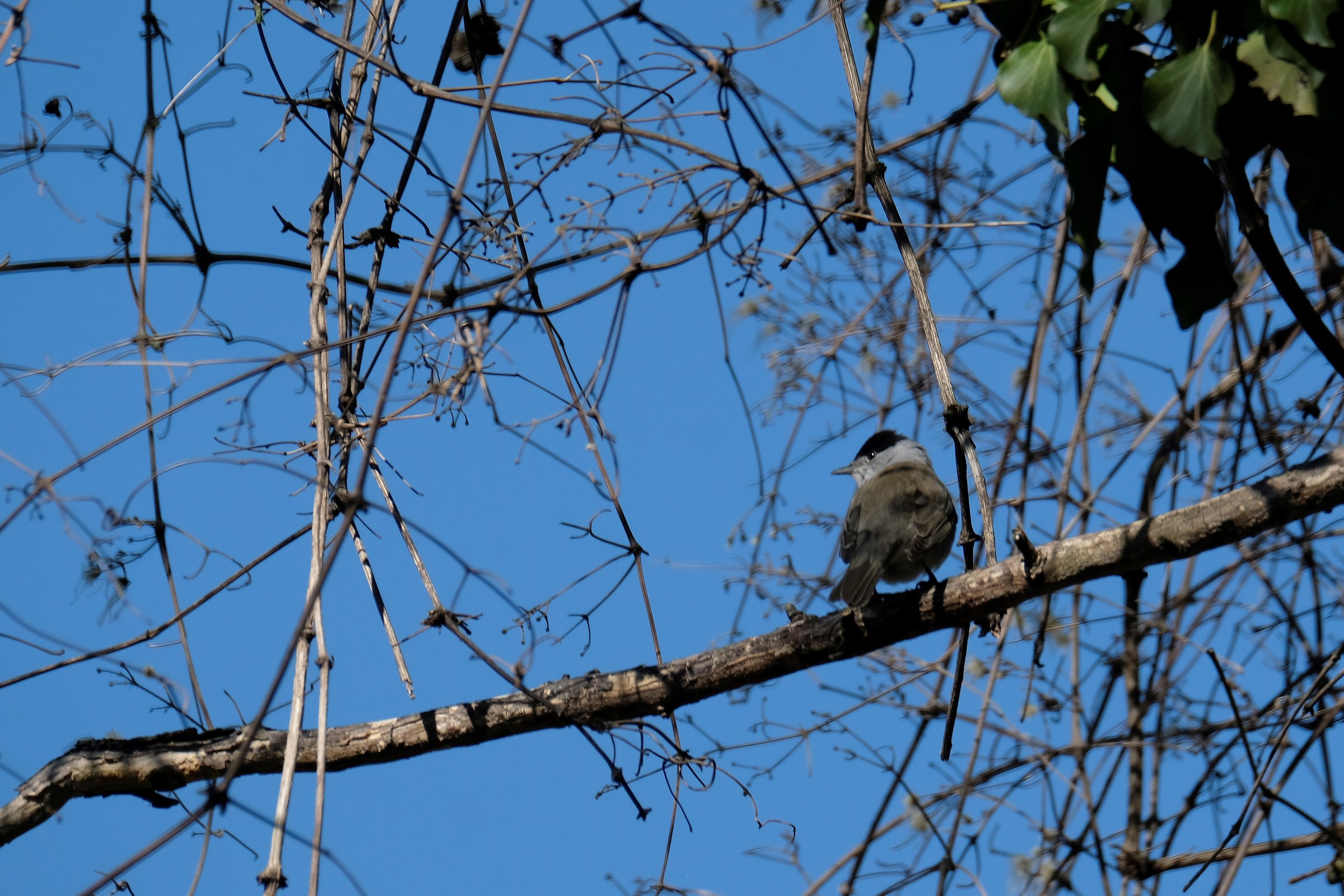 Blackcap