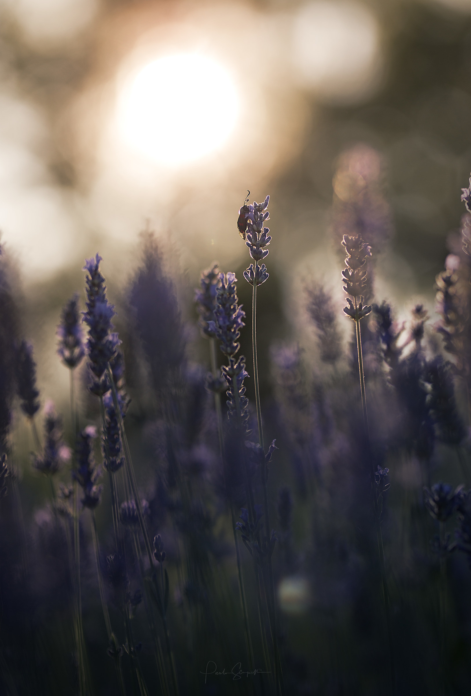 Zygaena filipendulae