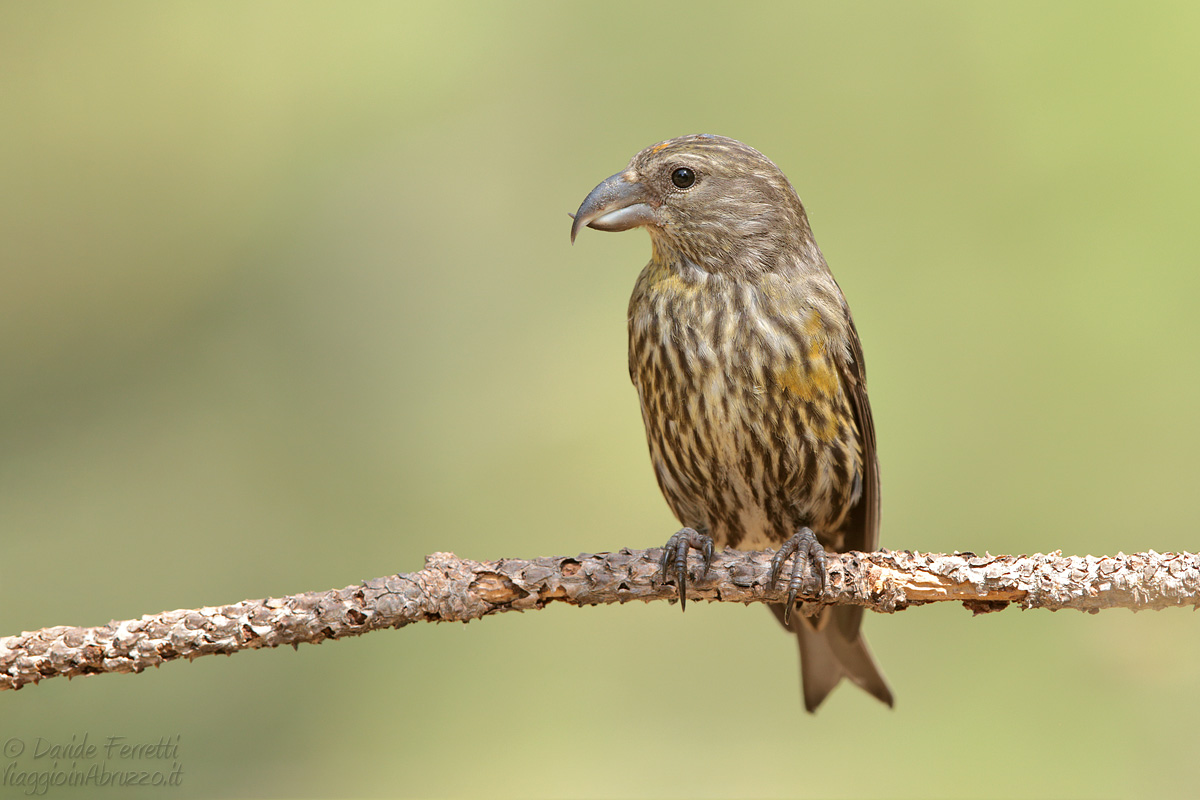 Giovane crociere maschio (Crossbill, juv)