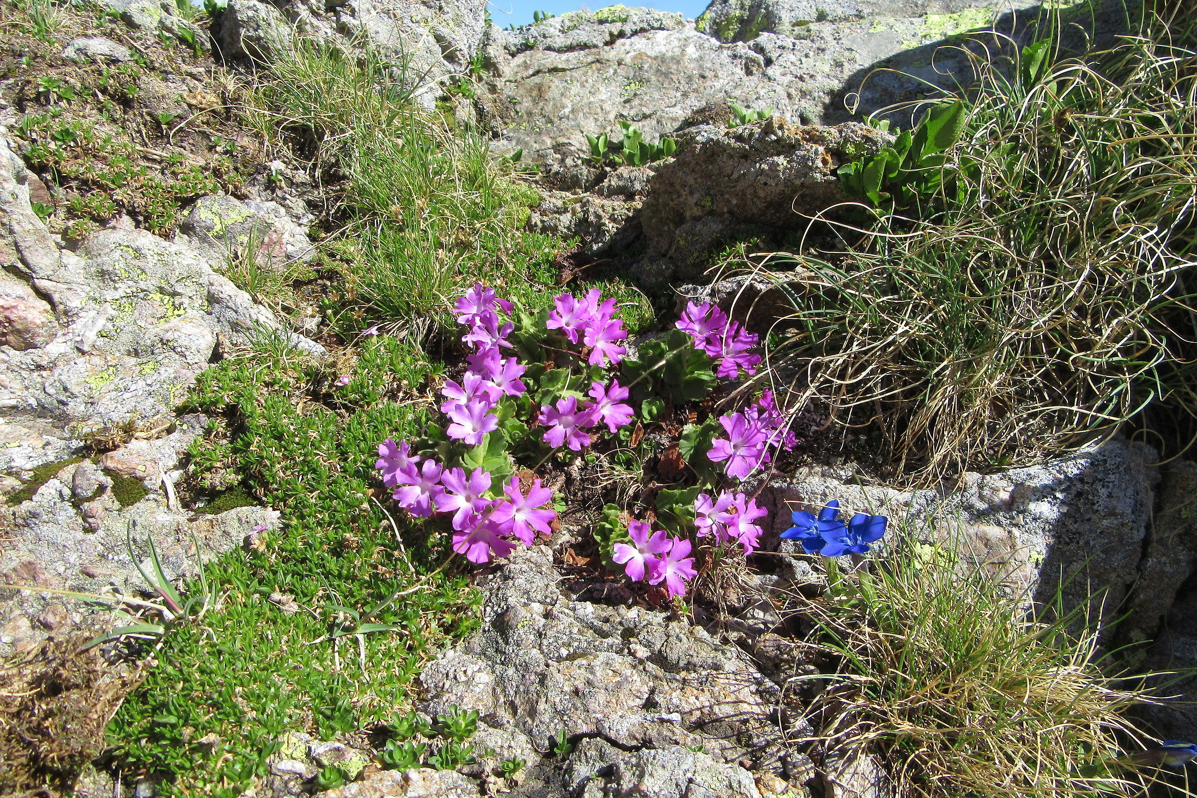 Fiori di montagna