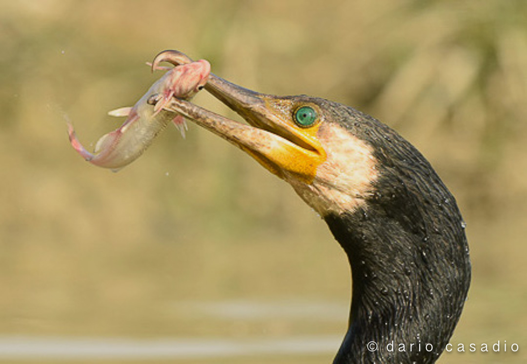 cormorano con peda