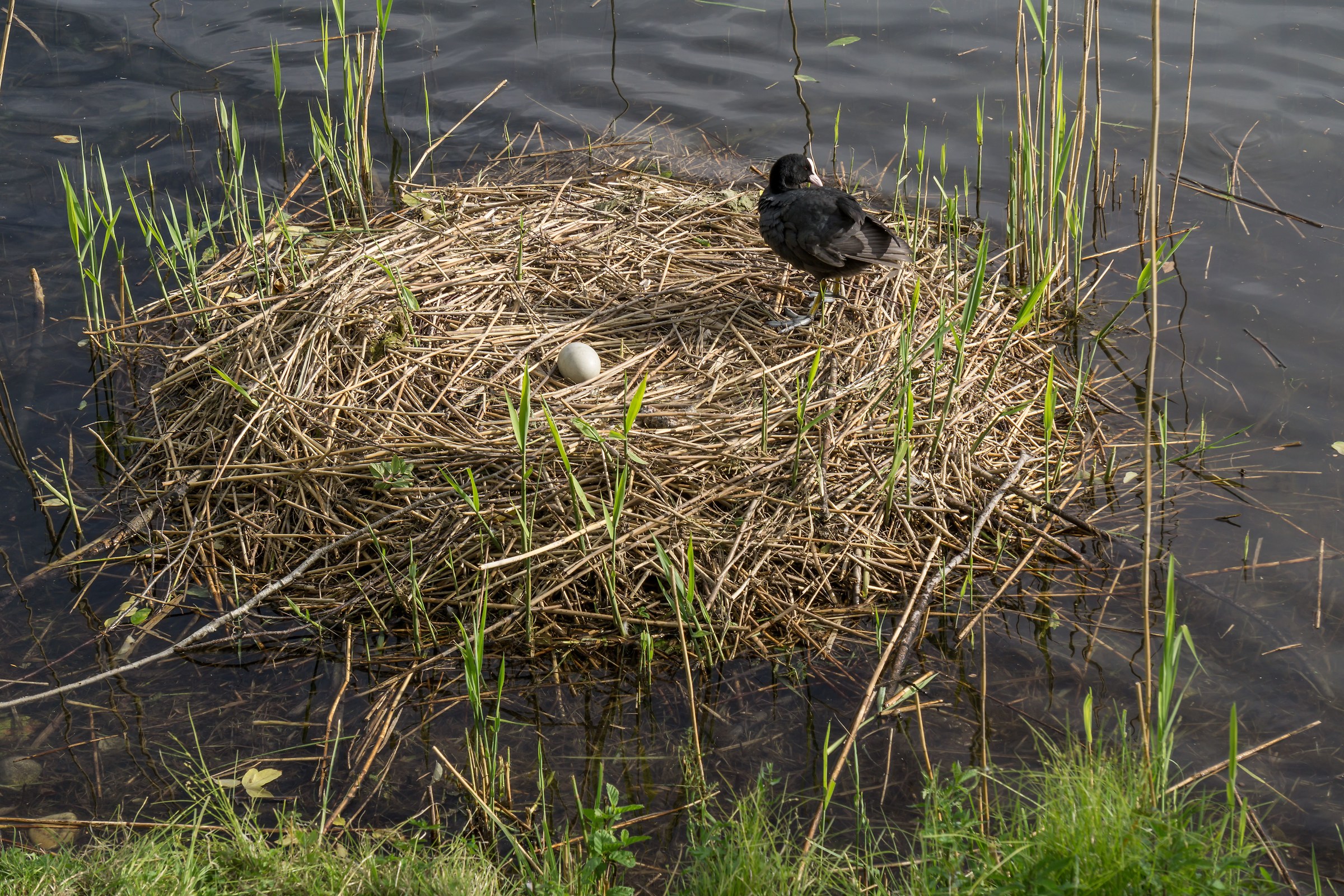 Folaga on the nest abandoned by swans - 1