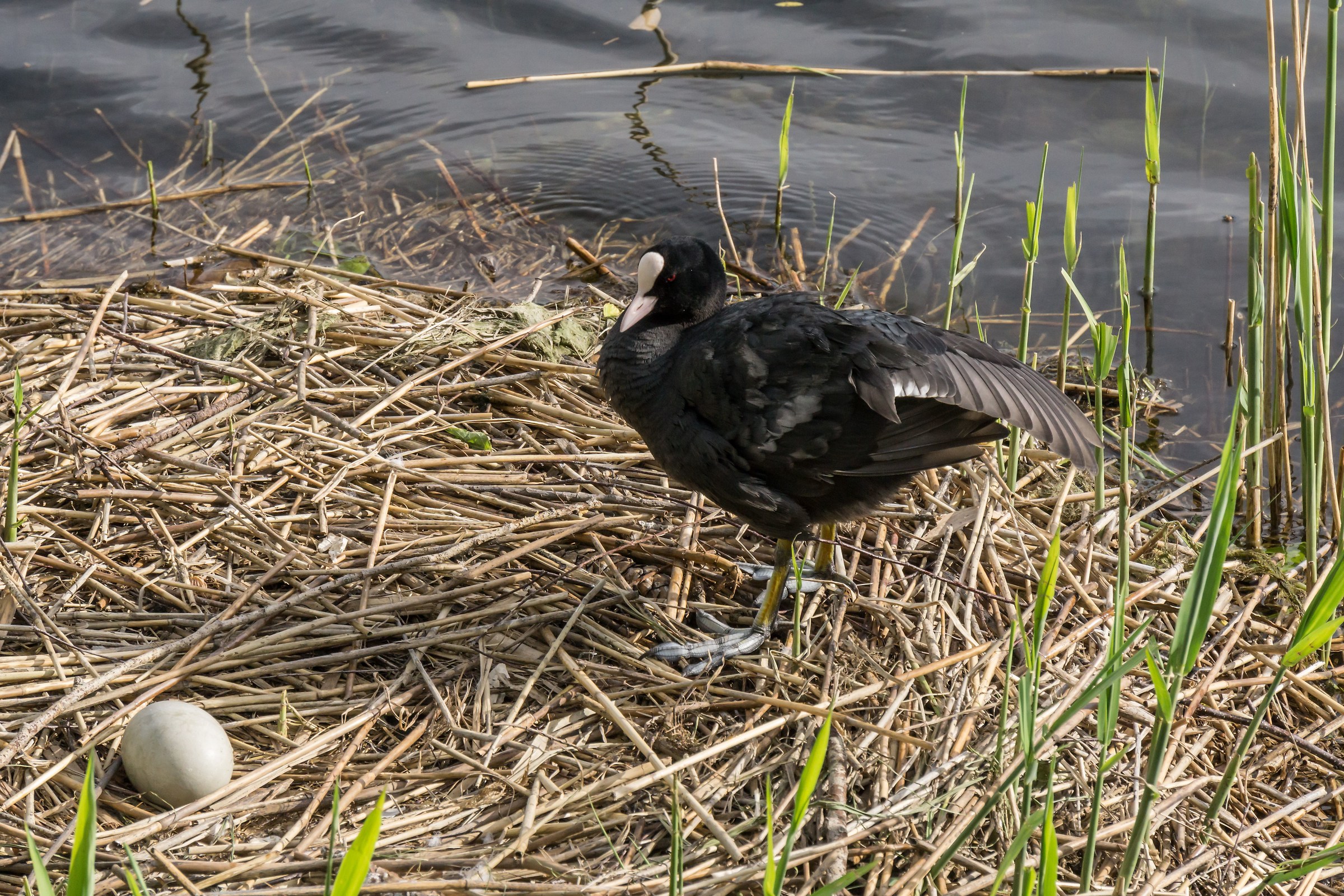 Folaga on the nest abandoned by swans - 2