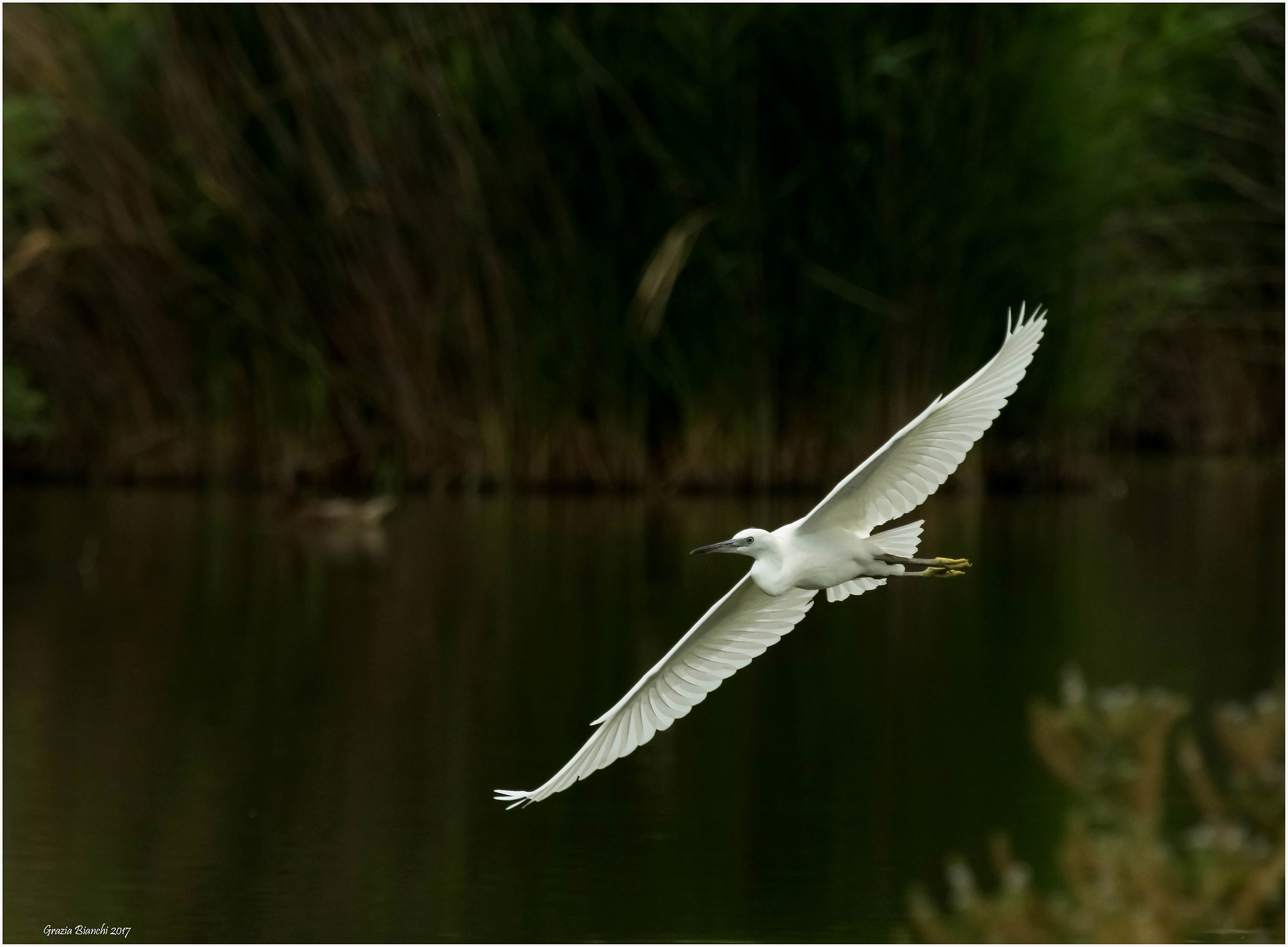 Garzetta - Parco della Piana