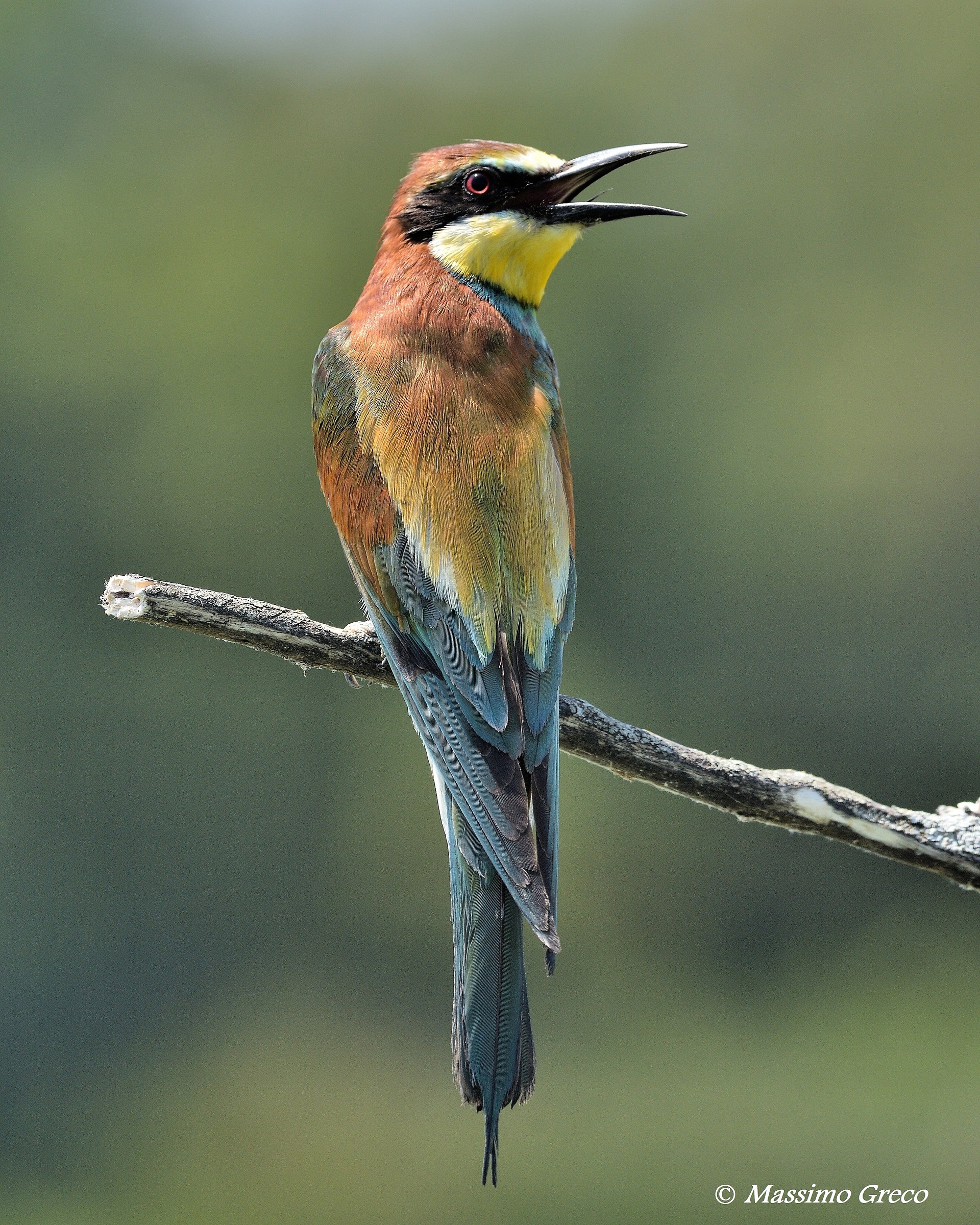 Gruccione (Merops apiaster)