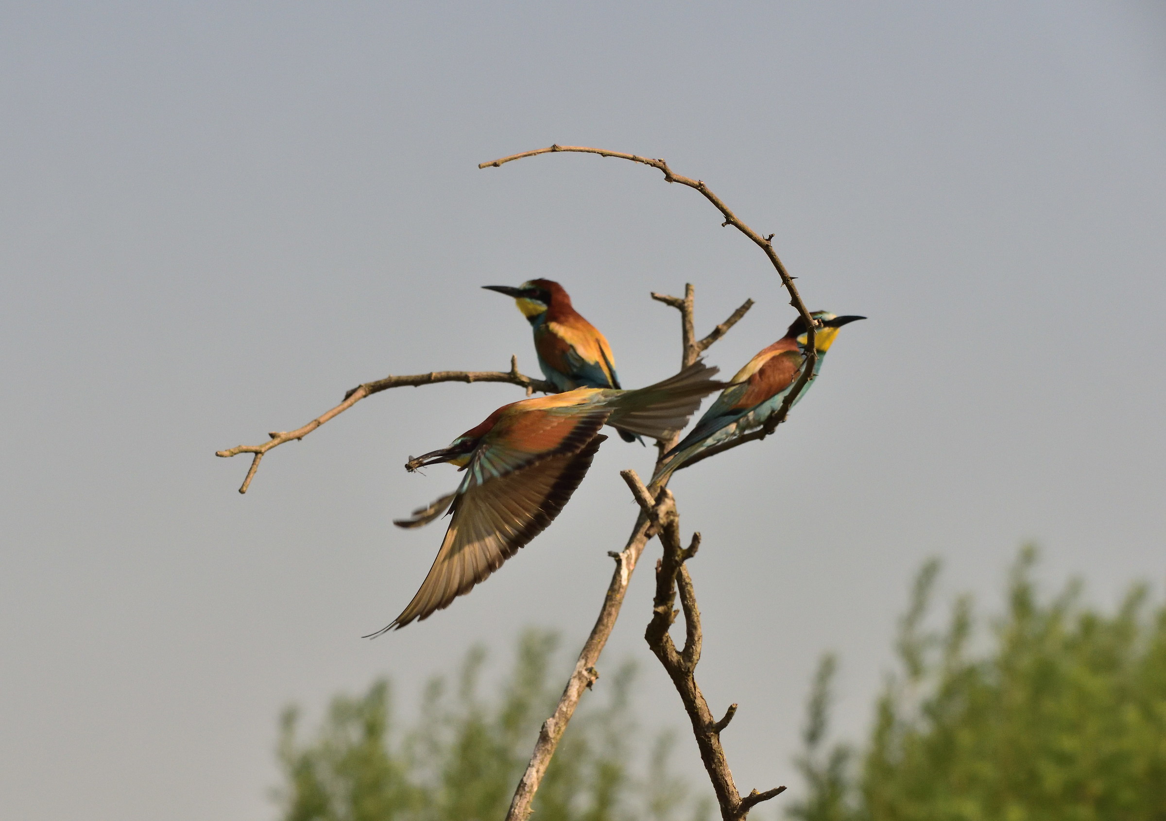 bee-eaters