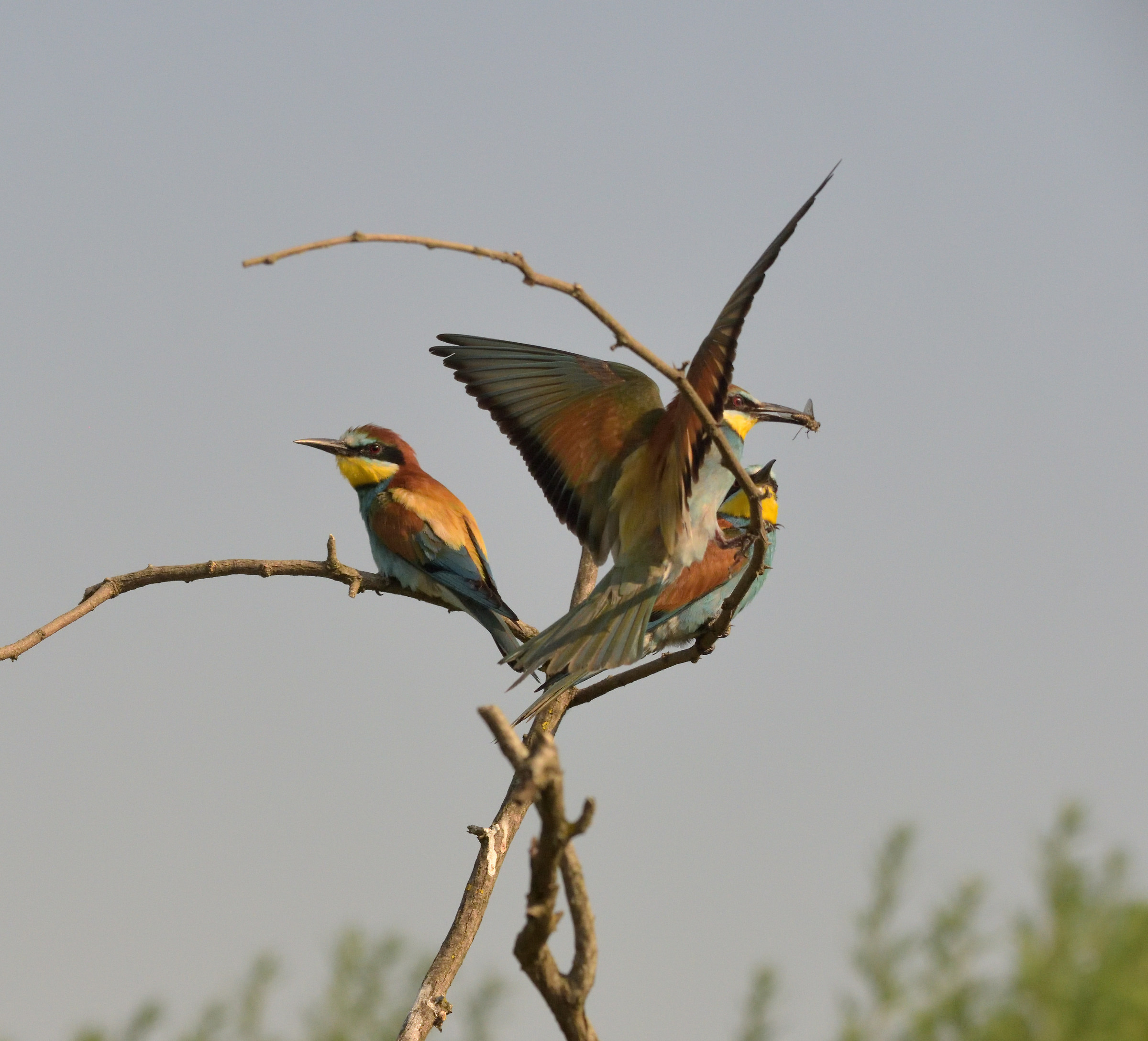 bee-eaters