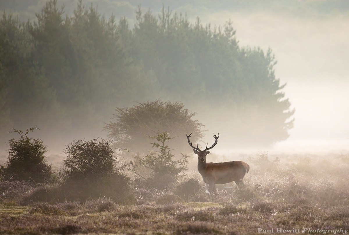 New Forest Landscape
