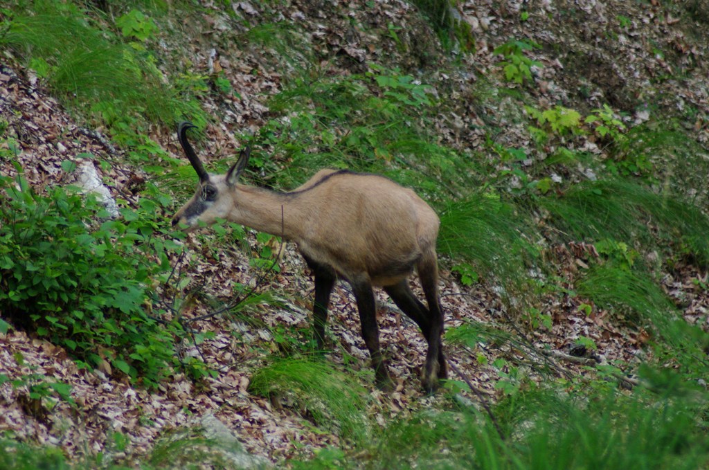 Photo document - see article