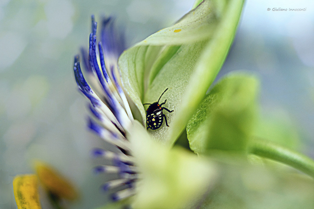 nascosto nella passiflora