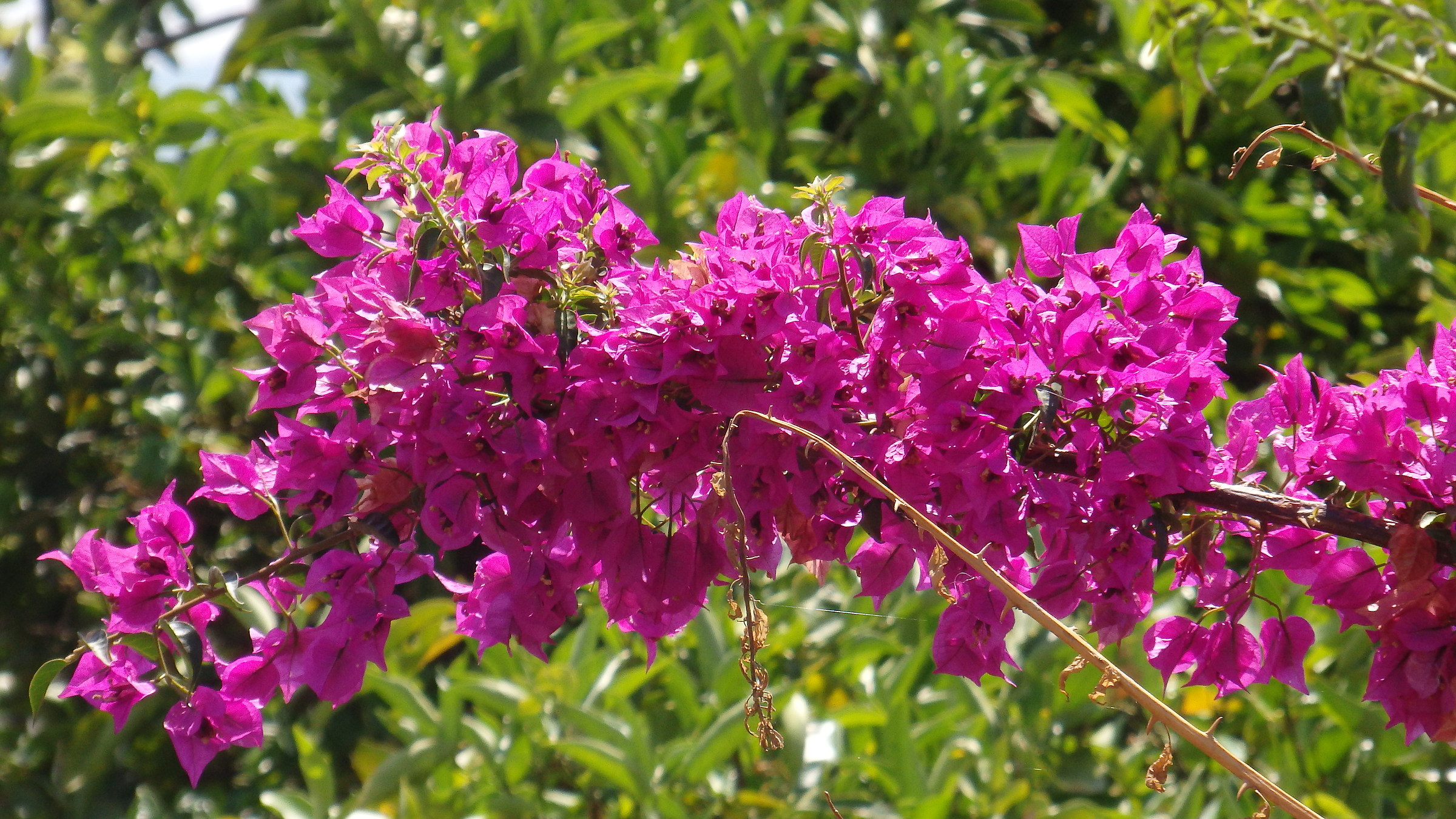 Buganvillea to sballo