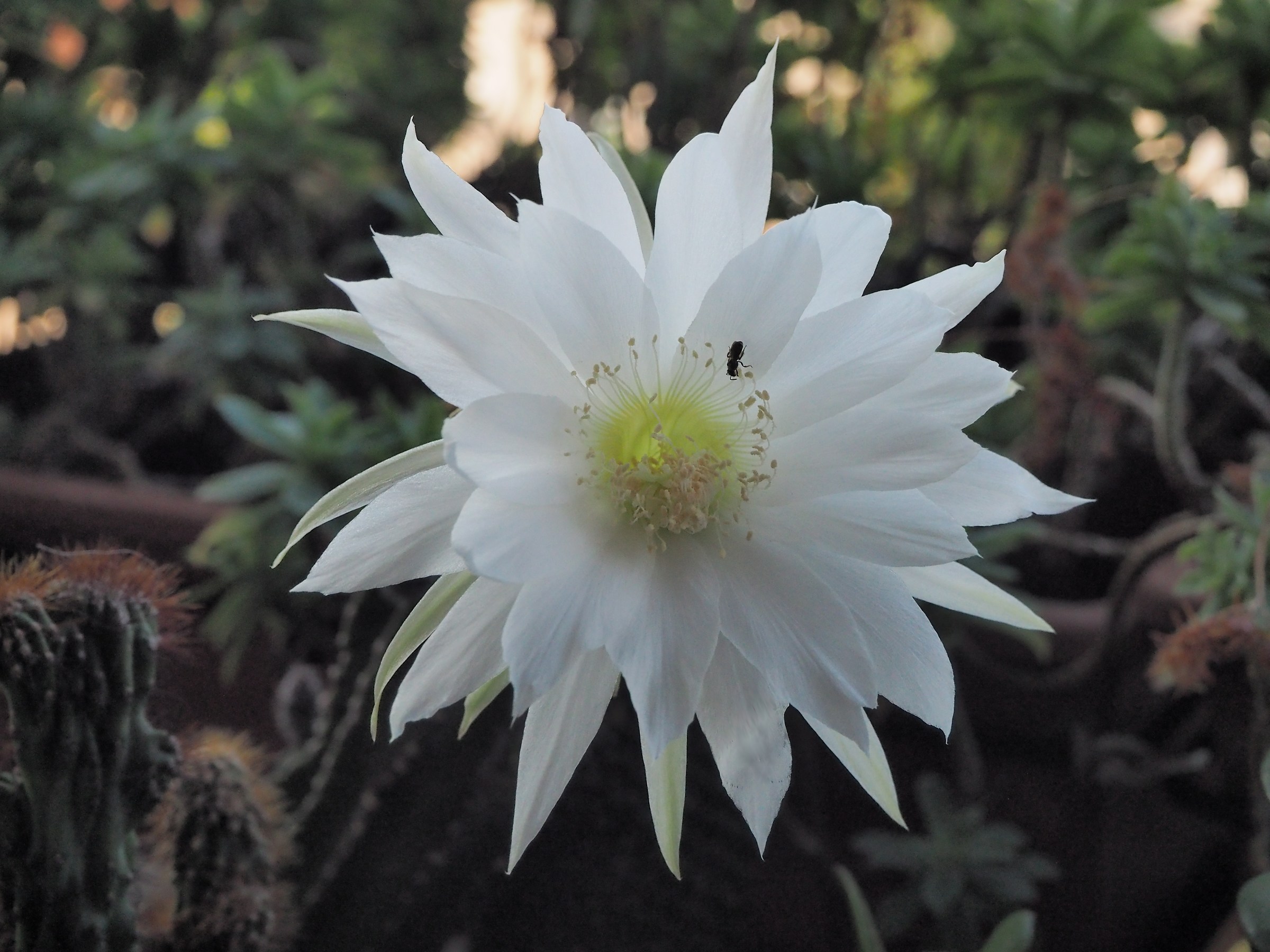 Cactaceae Echinopsis multiplex