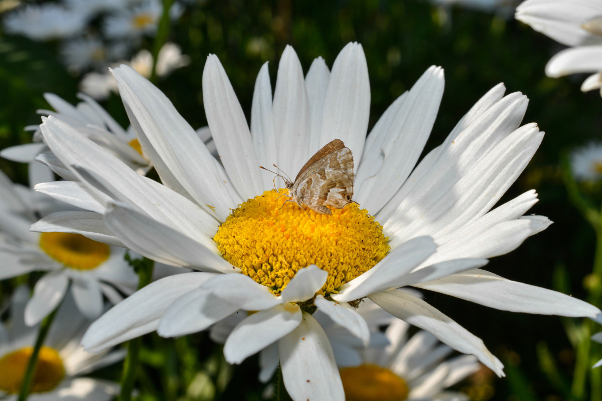 Margherita con compagnia