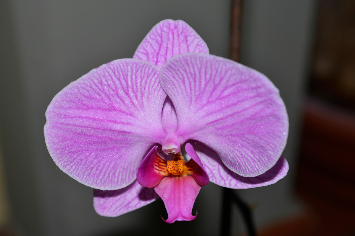 orchidea