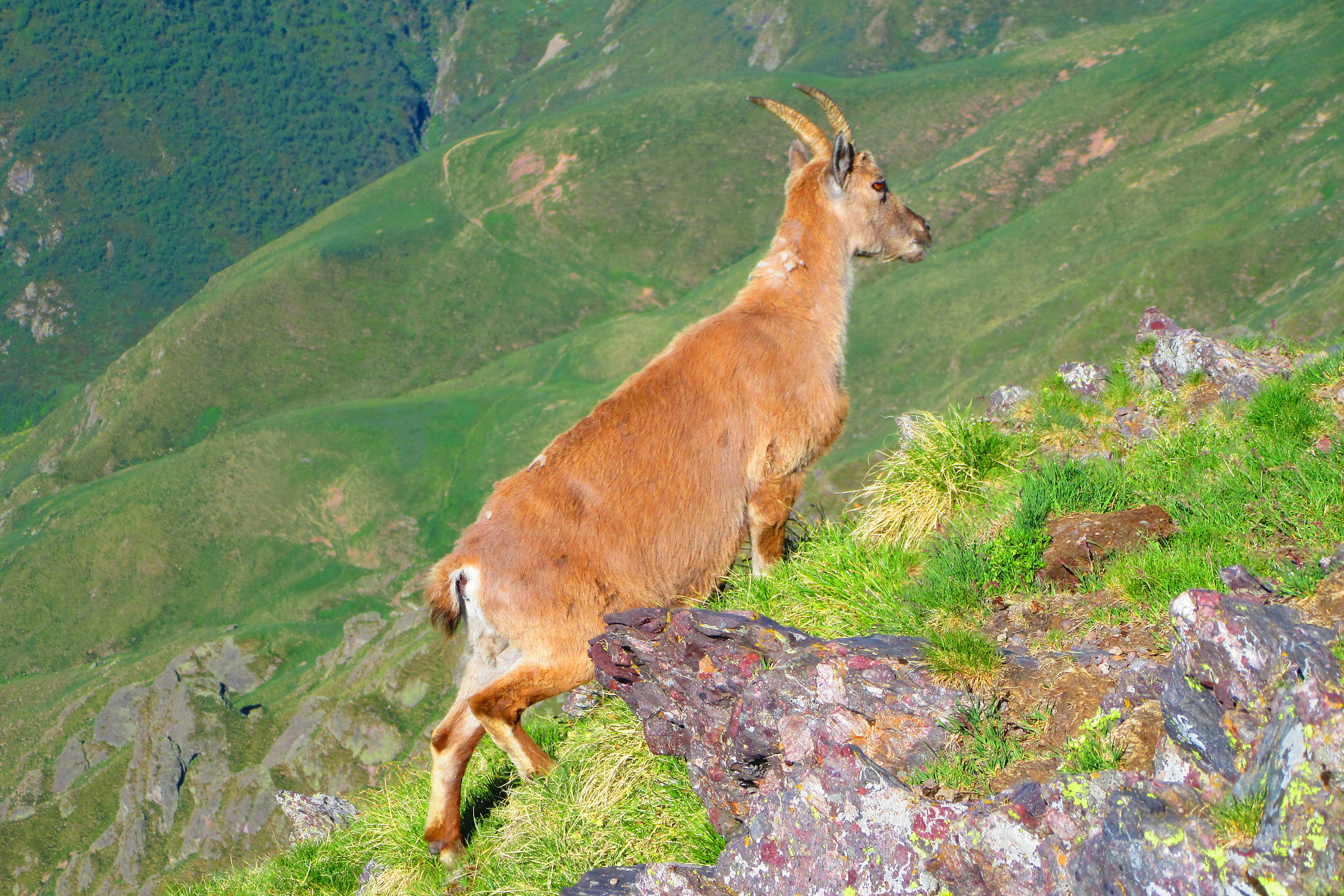 Stambecco al Pizzo tre Signori