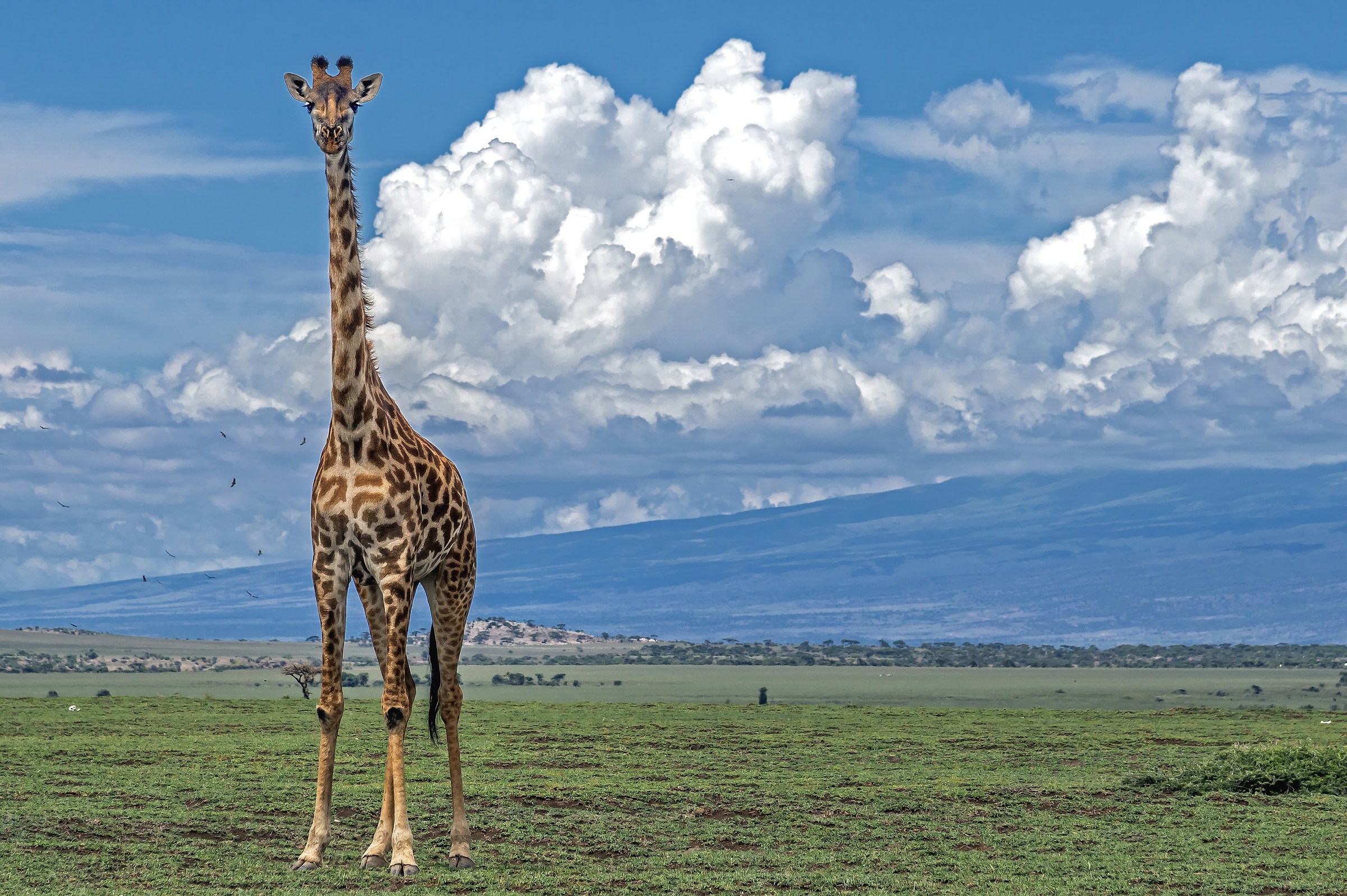 Tanzania 2017 - Giraffa