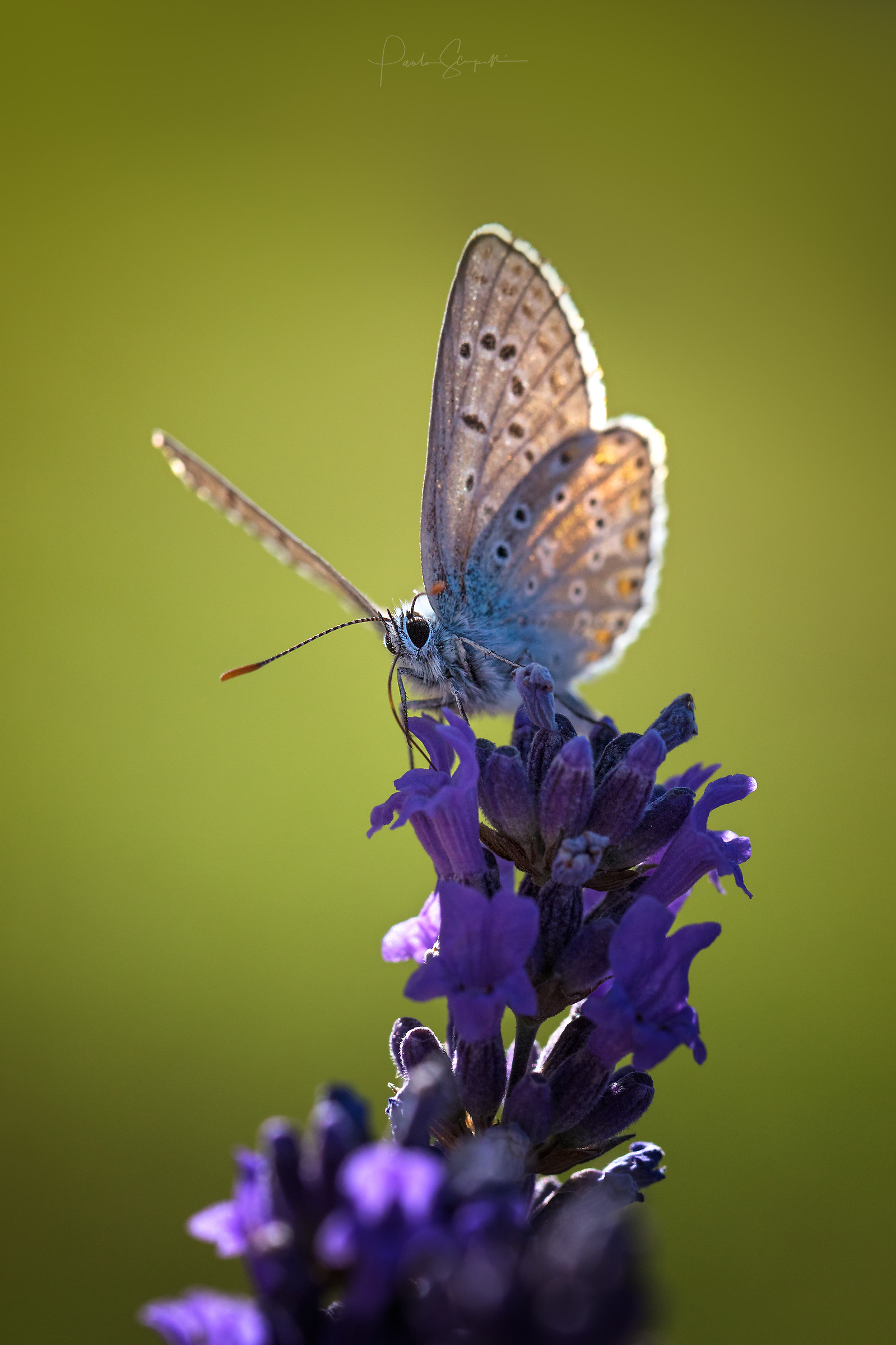 Adonis blue