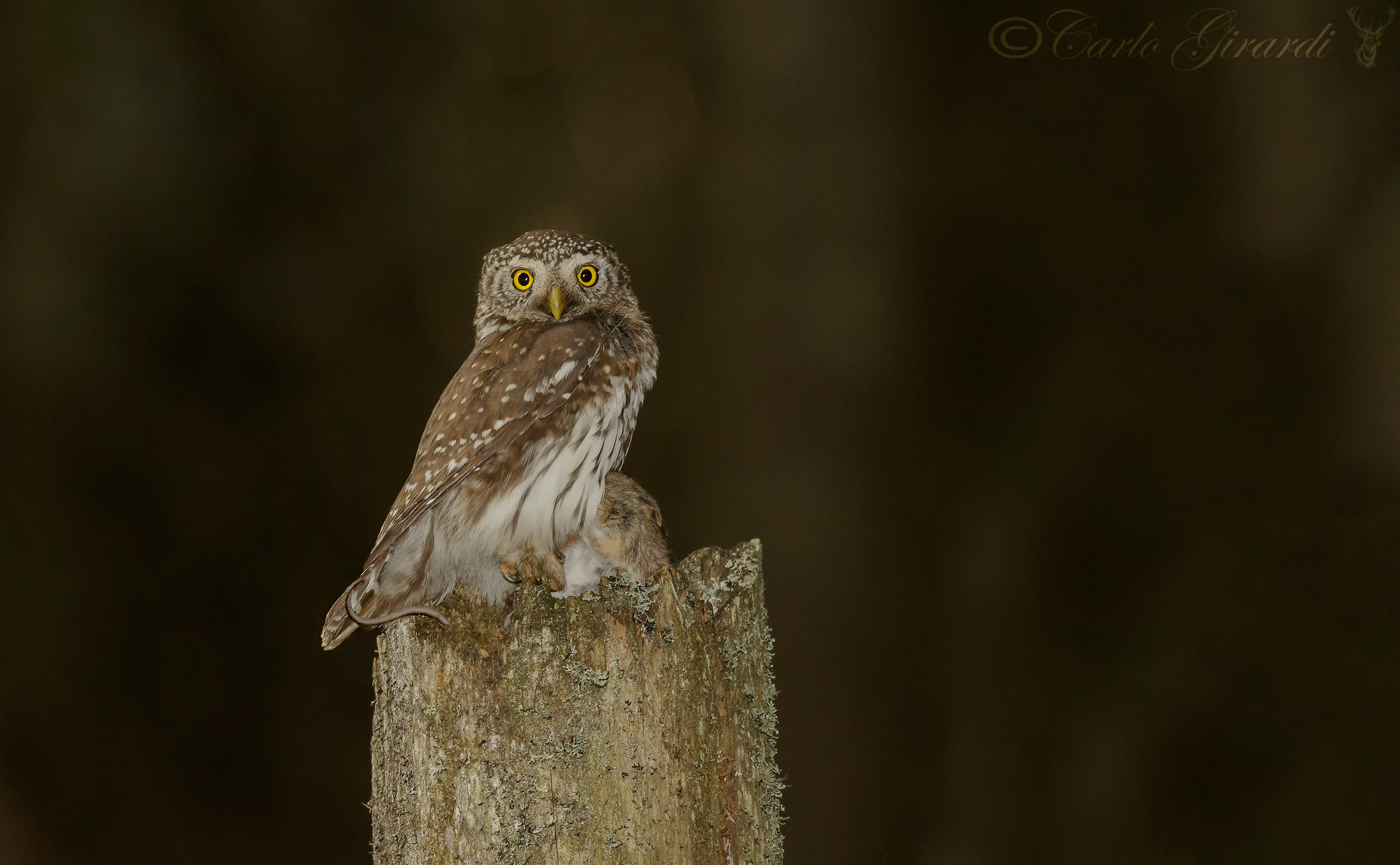 Civetta Nana e il suo topolino
