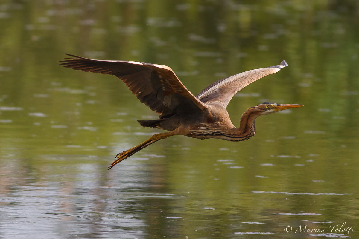 The Flight of the Heron II red