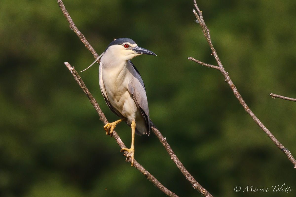 The Night Heron