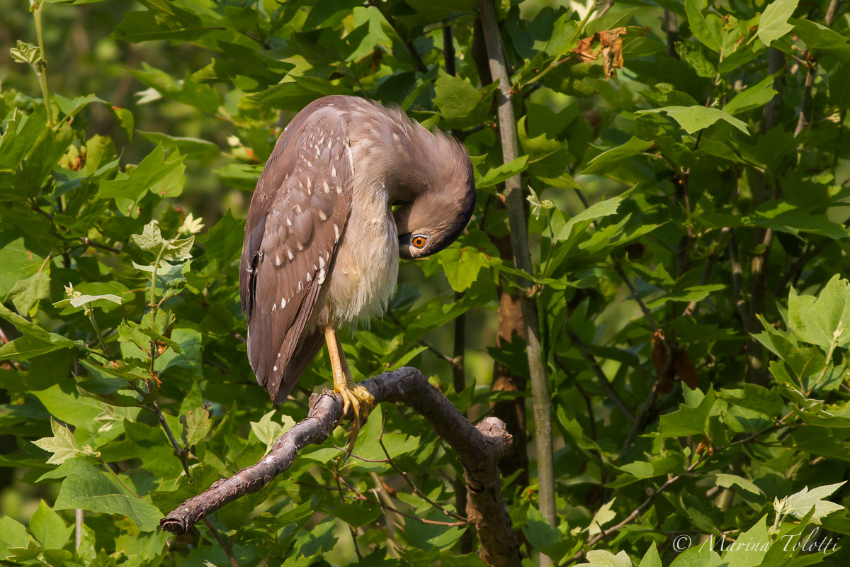 The young Night Heron
