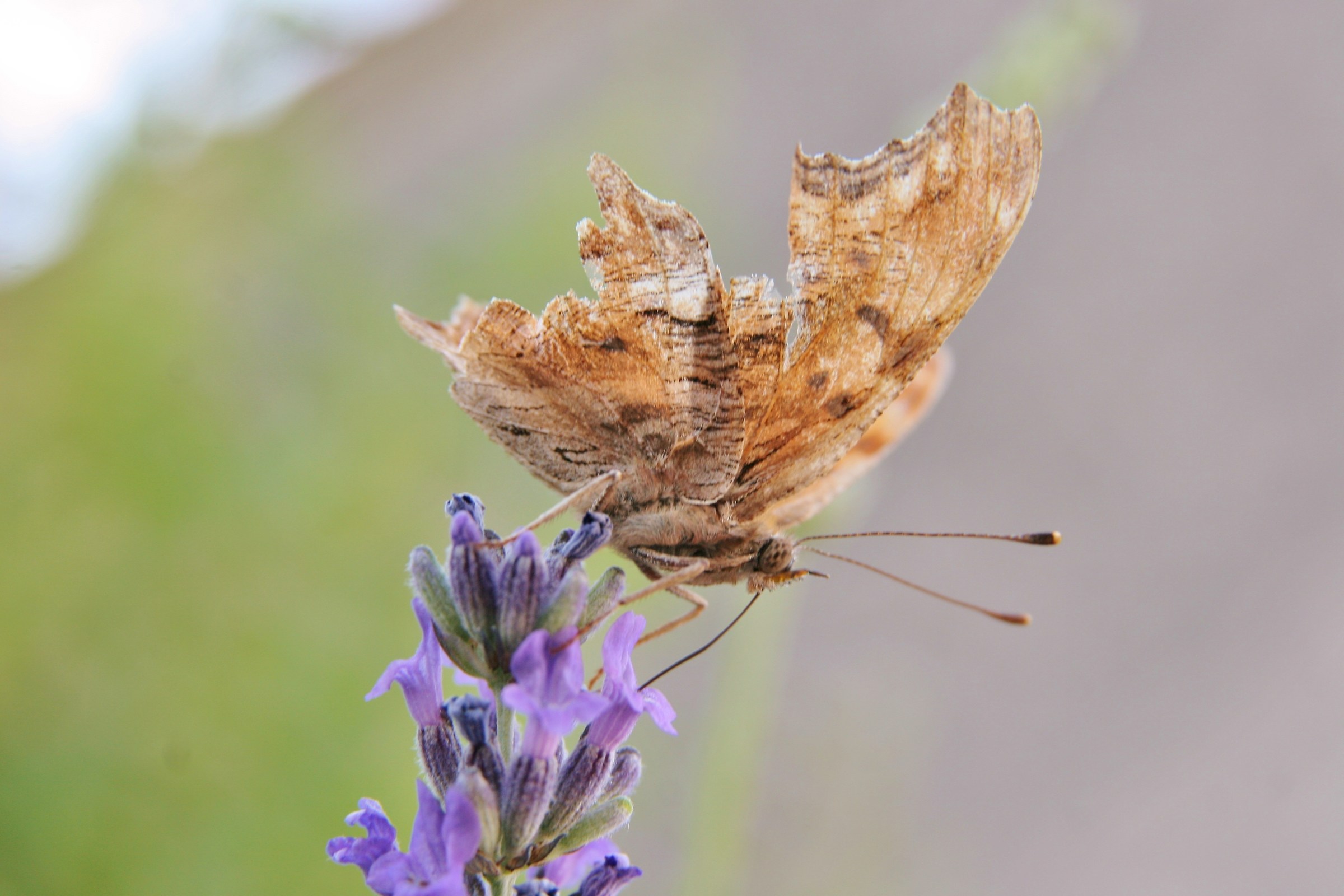 Time of butterflies.