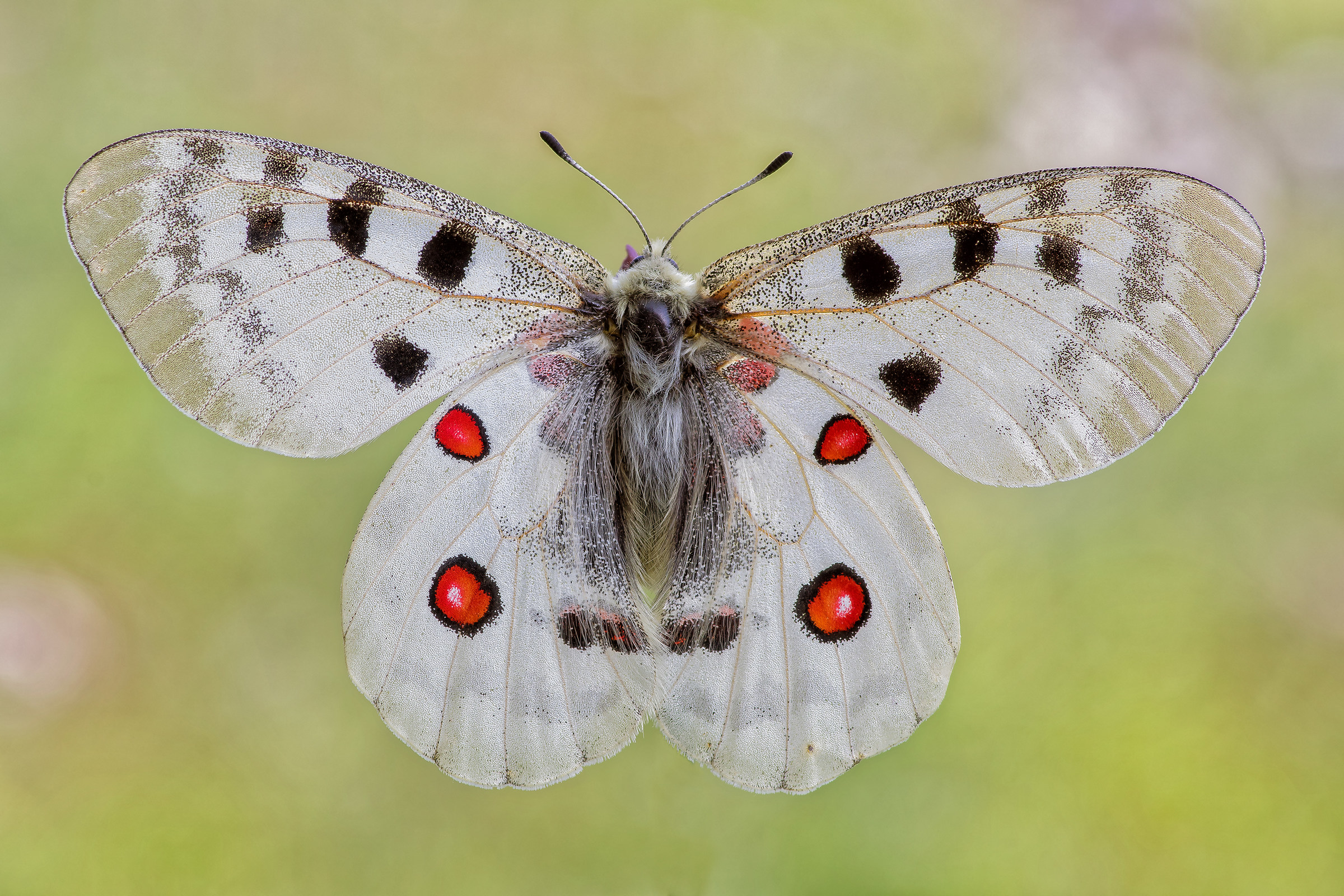 Parnassius apollo